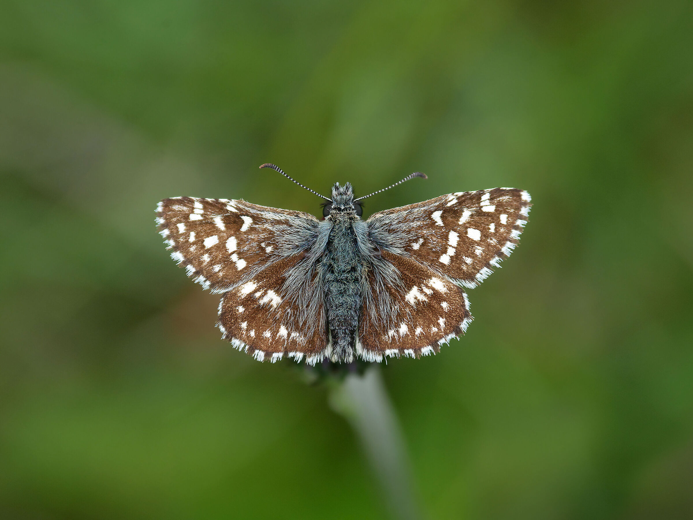 Malve di Pyrgus