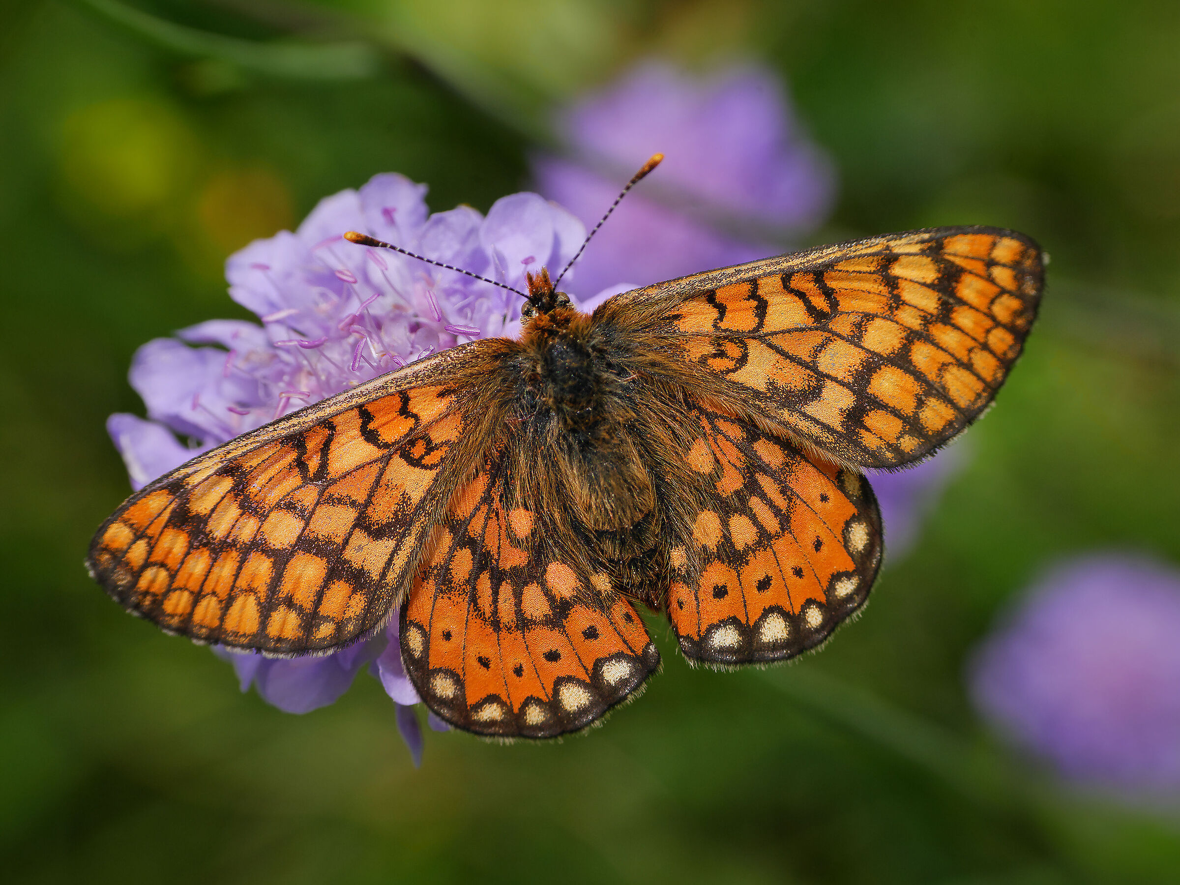 Euphydrias aurinia