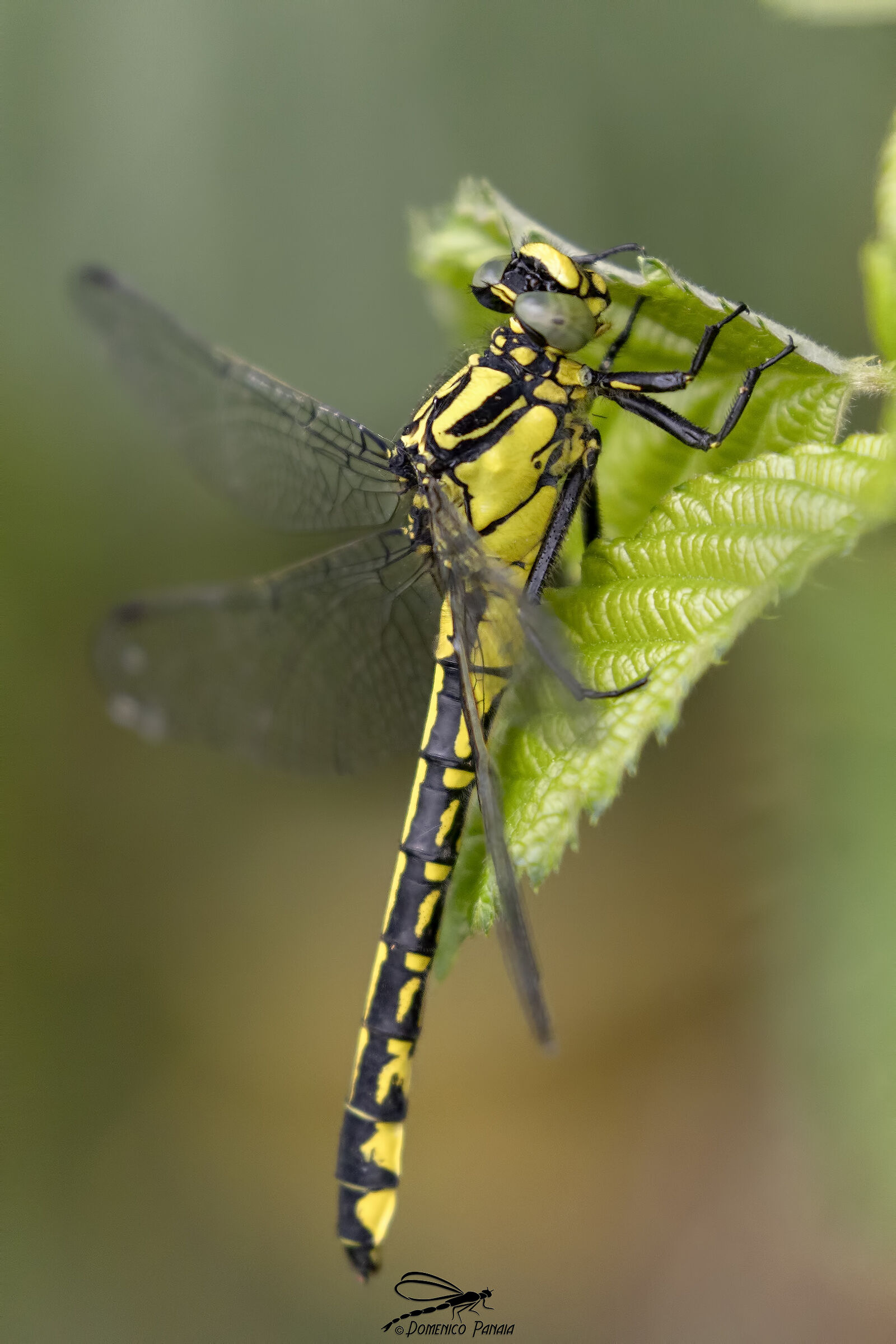 gomphus vulgatissimus
