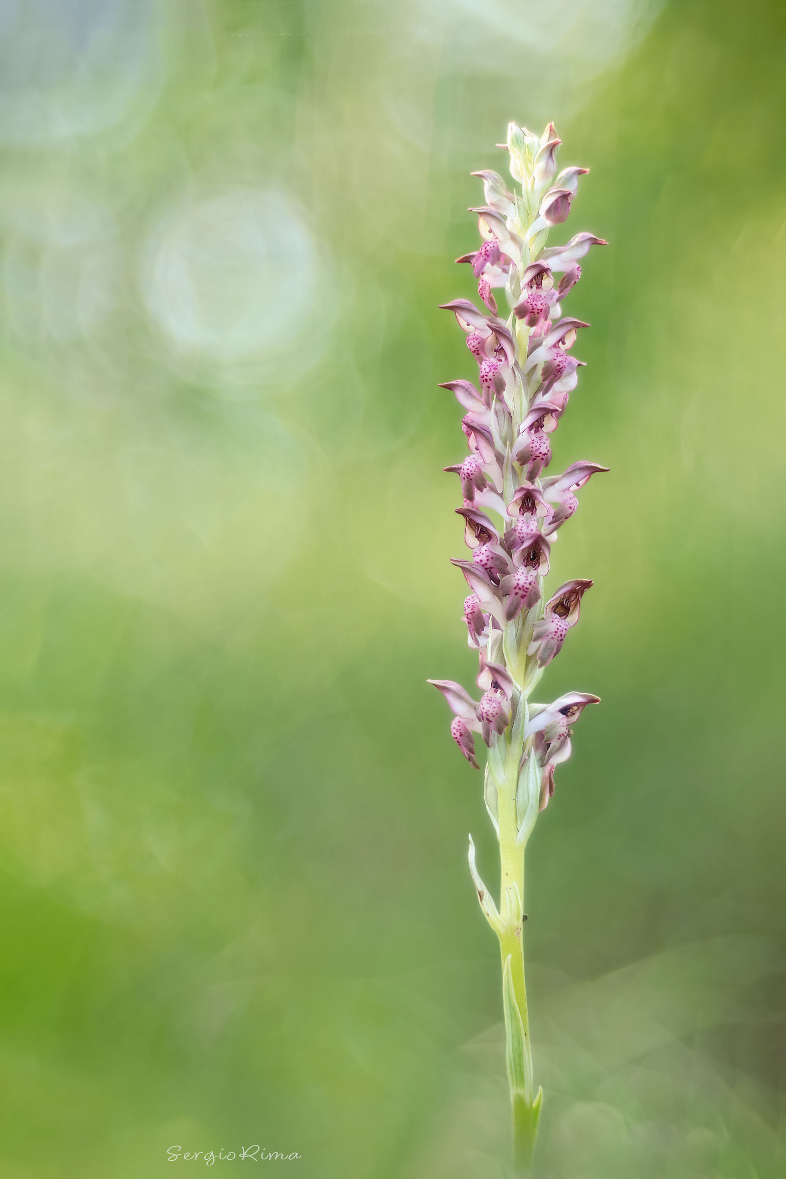 Anacamptis coriophora
