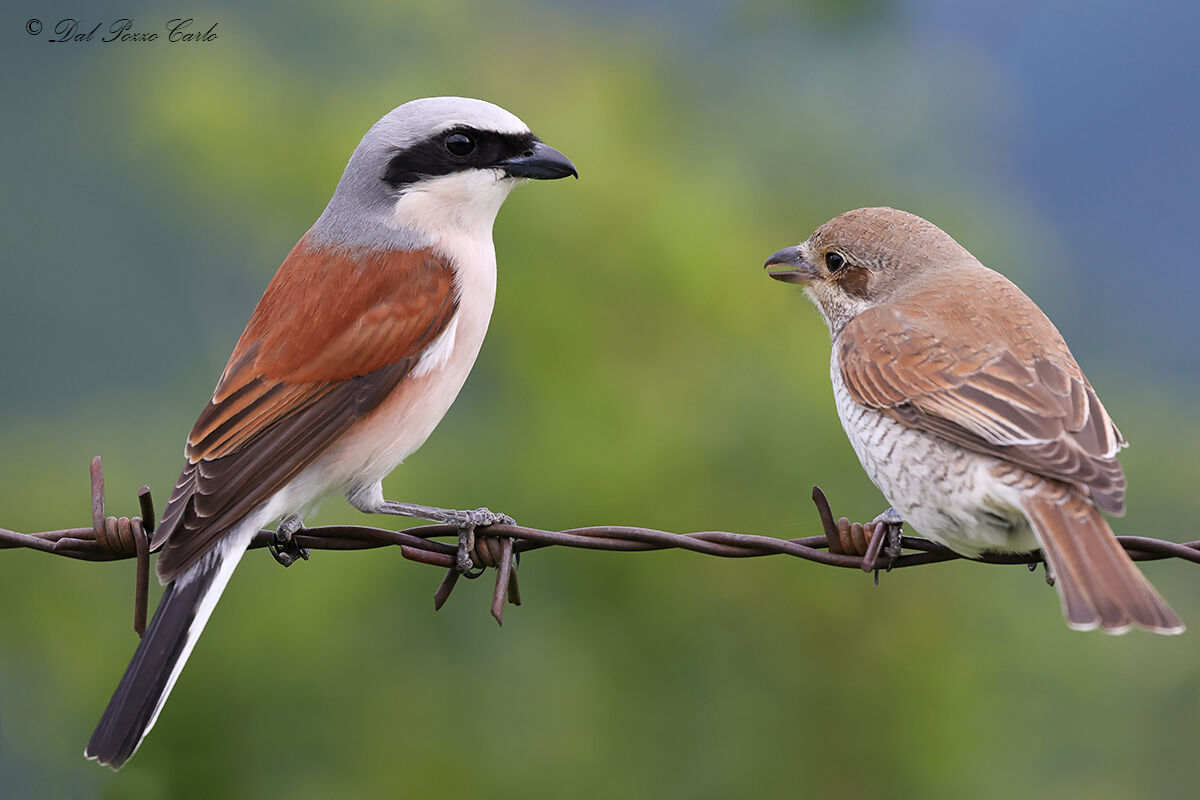 Is it good to have it small,... Having 2 is better