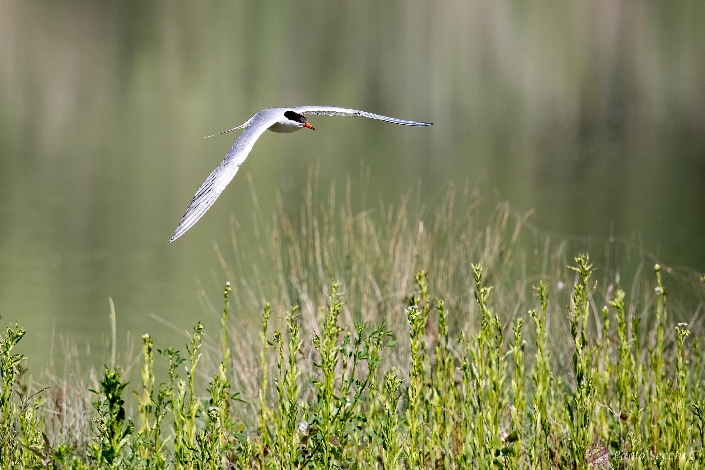 The Flight of the Tern