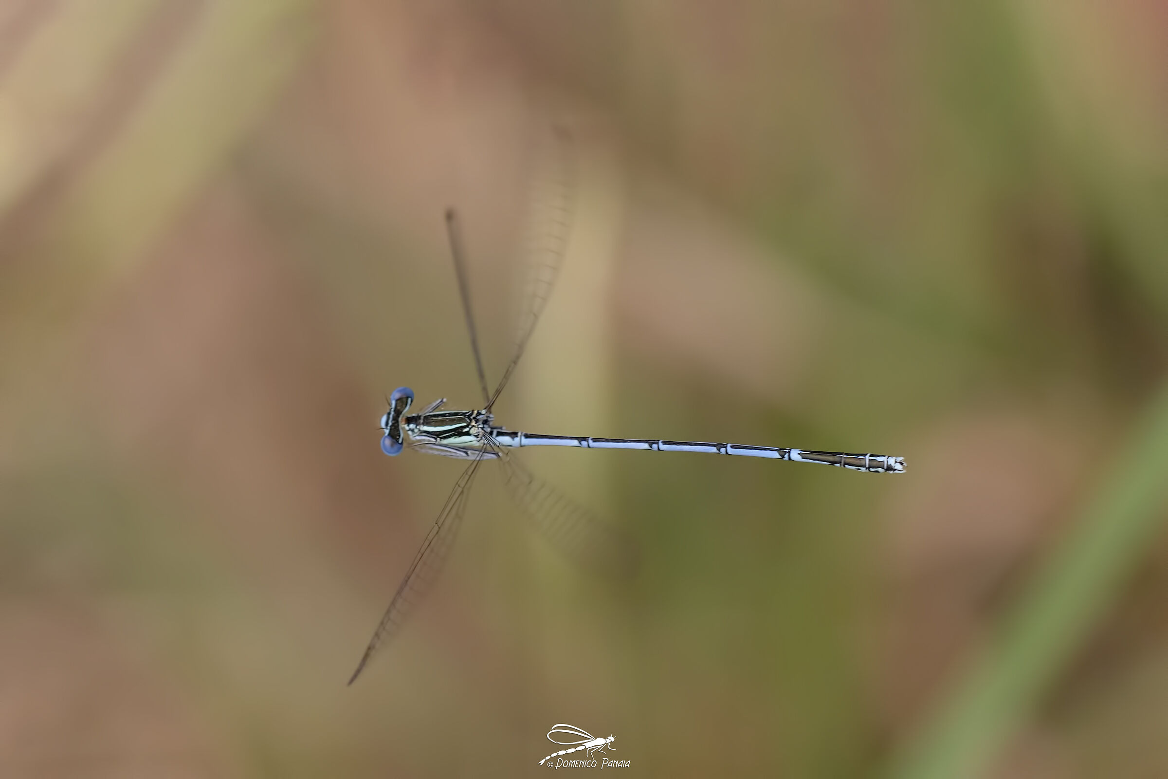 Platycnemis pennipes