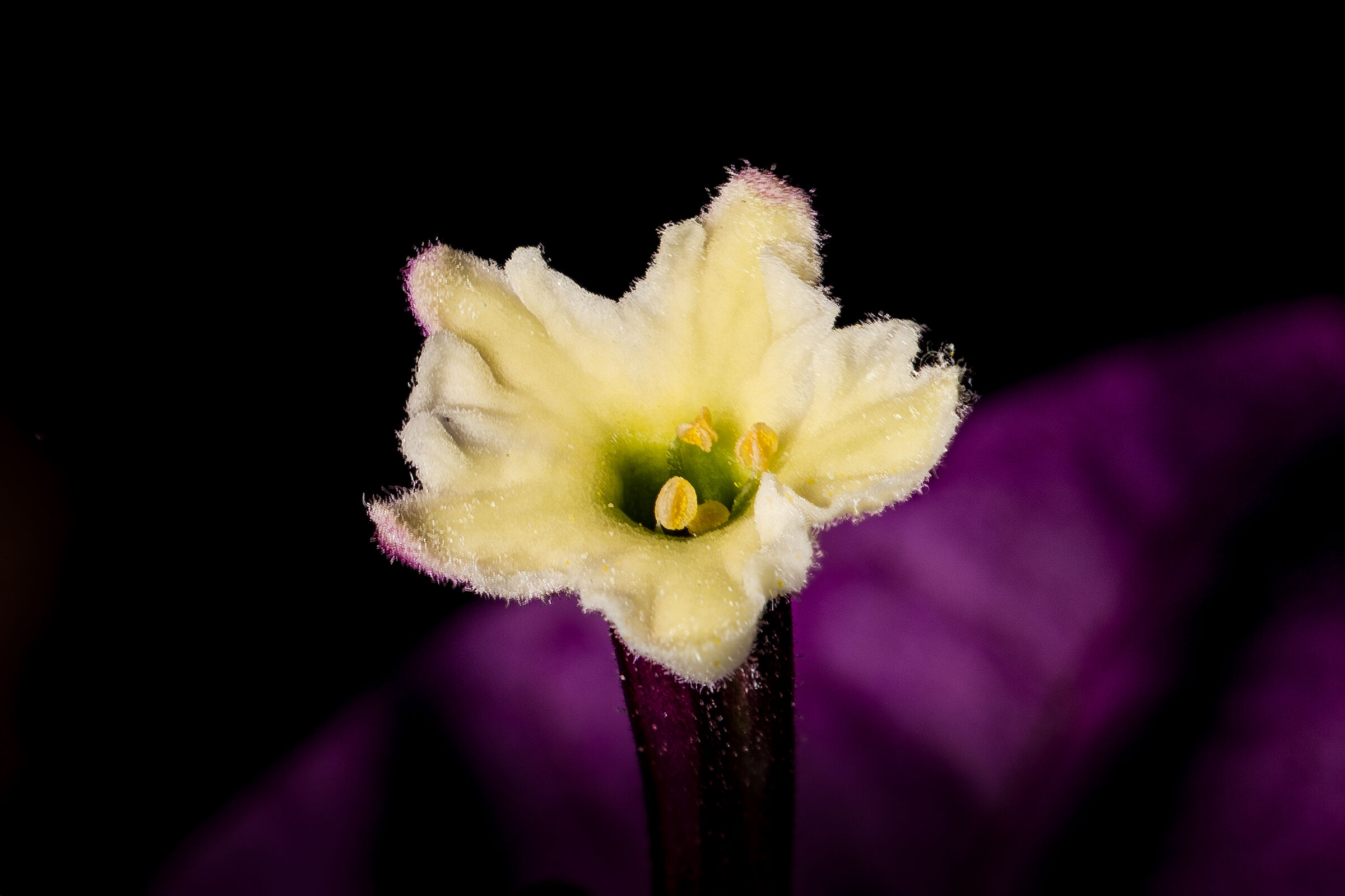 Bougainvillea flower (actual size 4 x 4 mm)