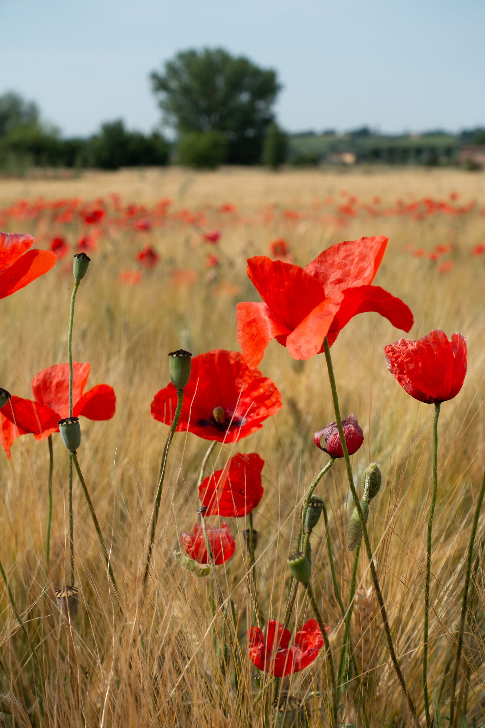 Poppies in Marciano della Chiana