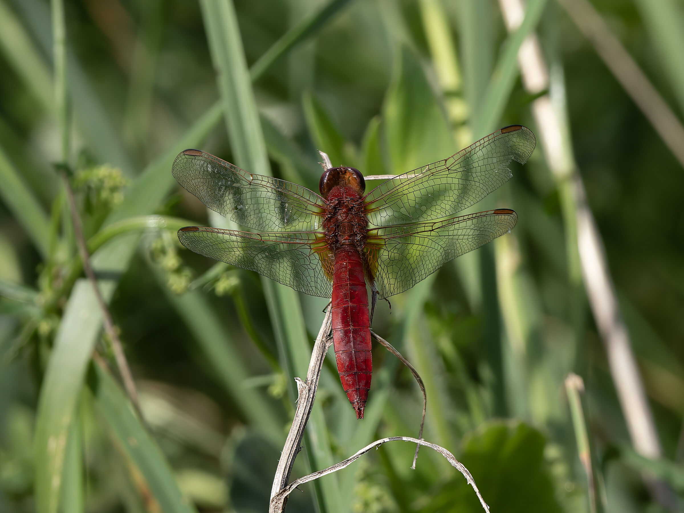 Crocothemis Erythraea