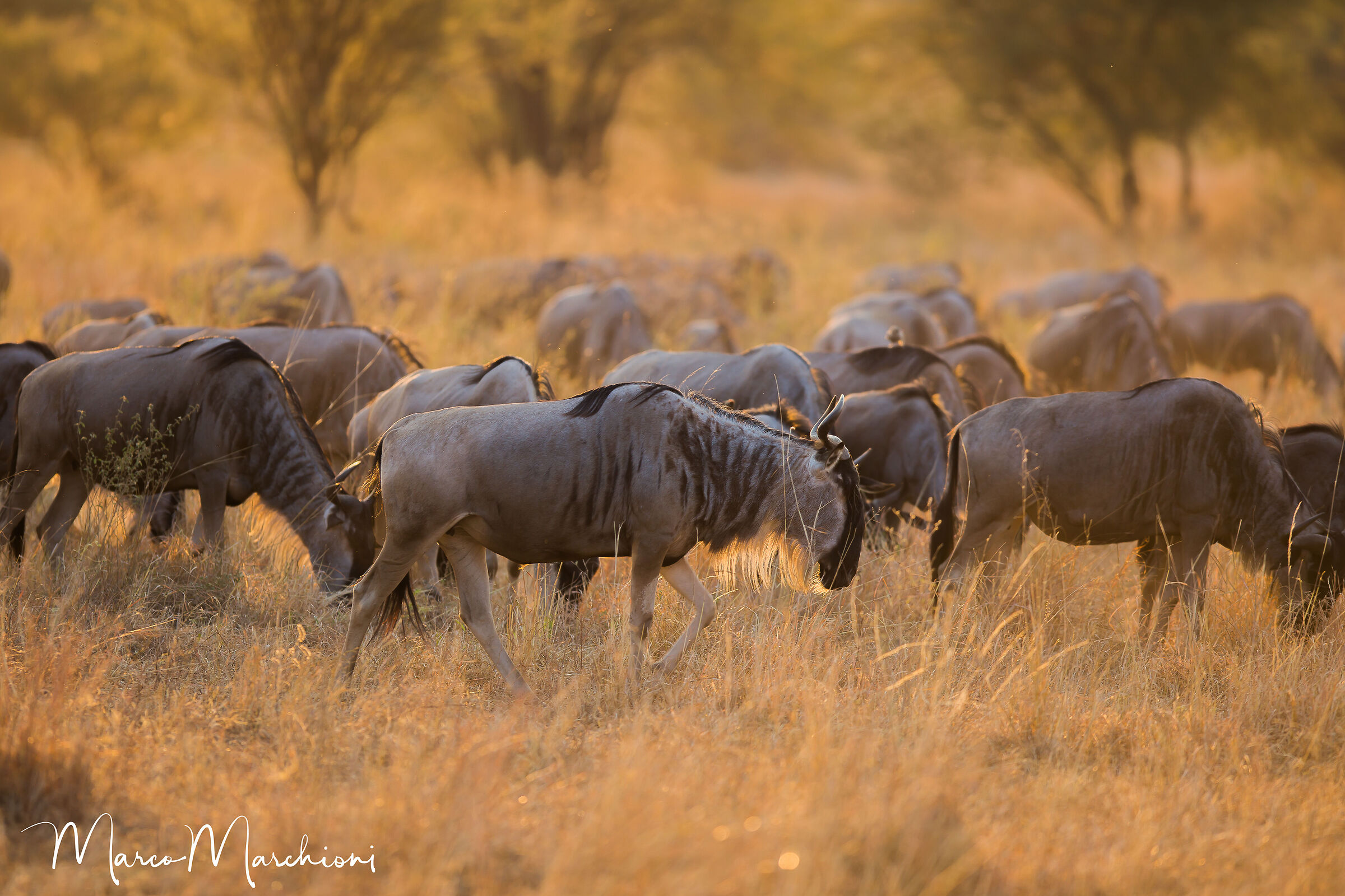 Common wildebeest (Connochaetes taurinus)