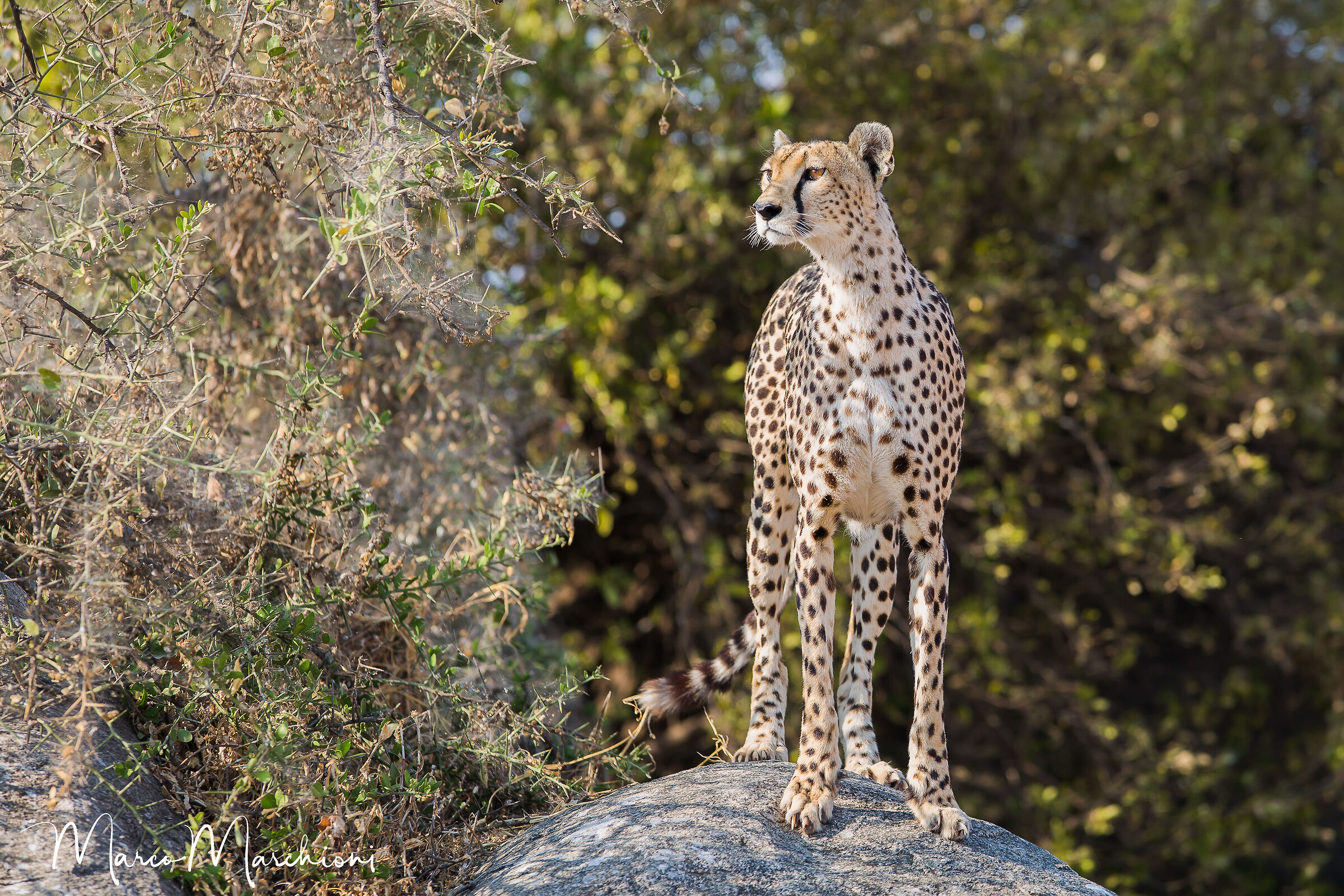 Cheetah (Acinonyx jubatus)