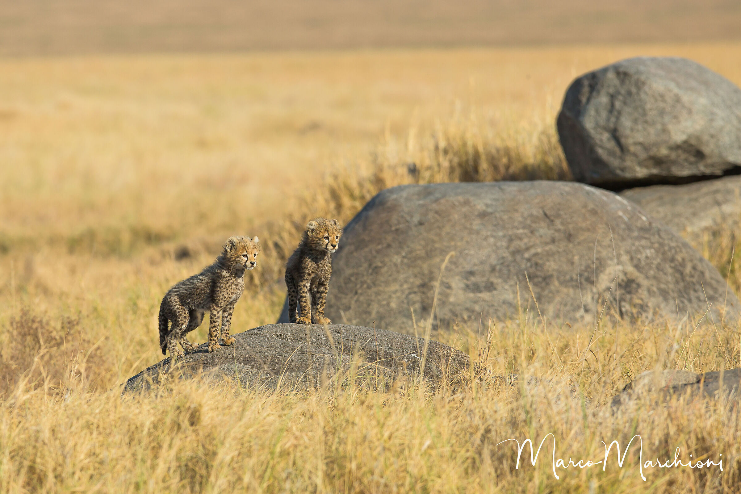 Cheetah (Acinonyx jubatus)