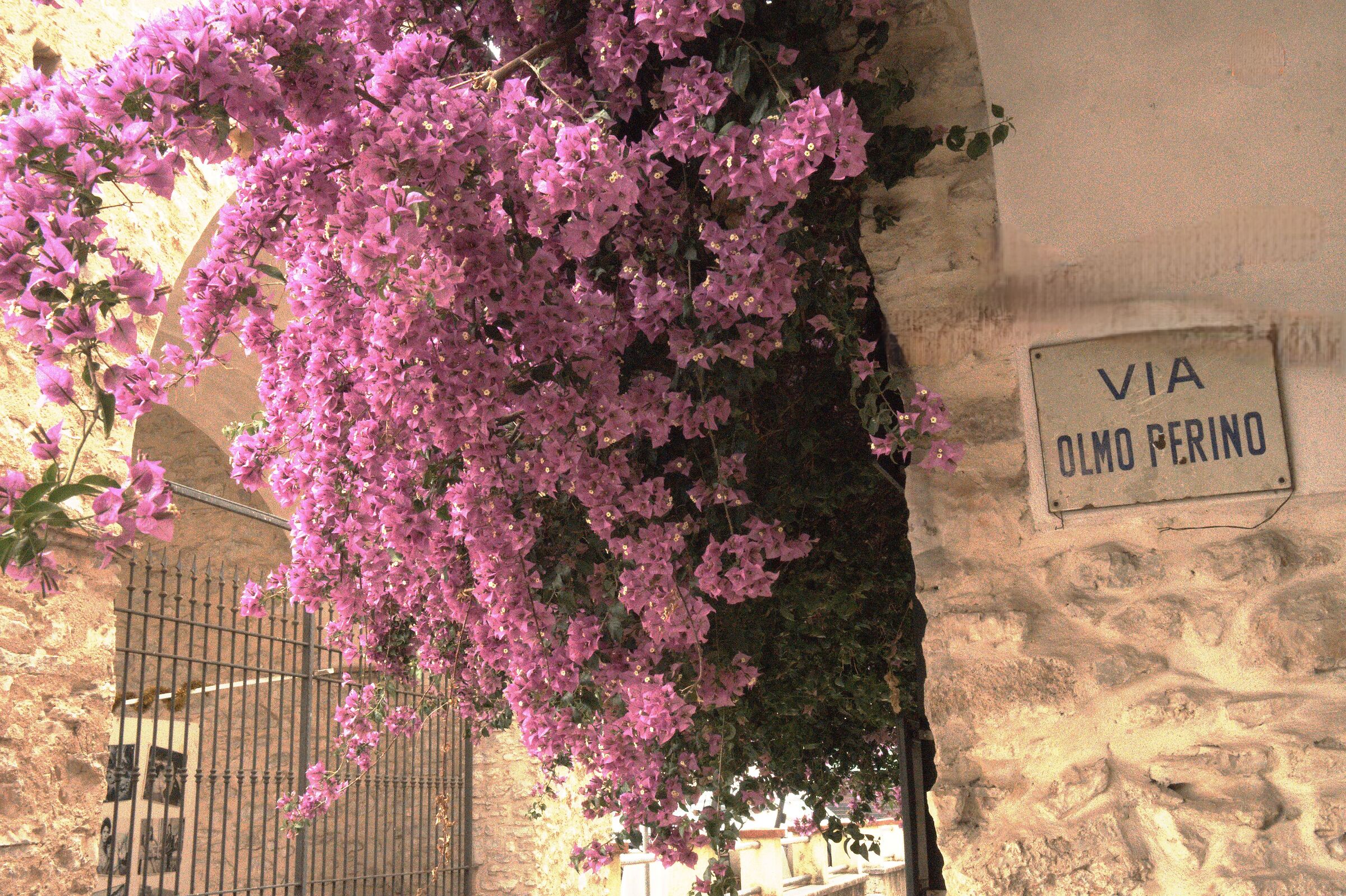 Vicolo Olmo Perino