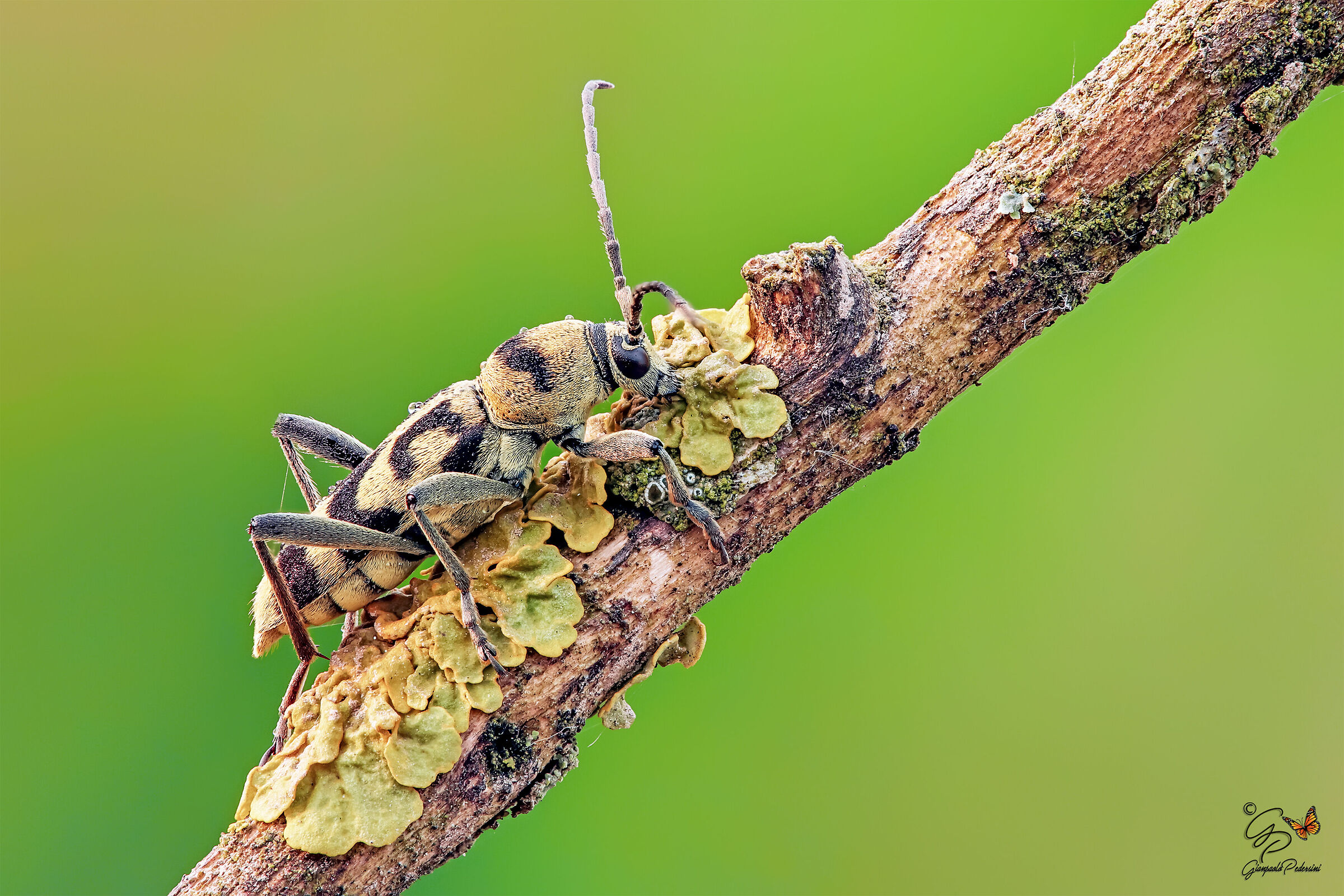 Incontri ravvicinati (Chlorophorus varius varius)