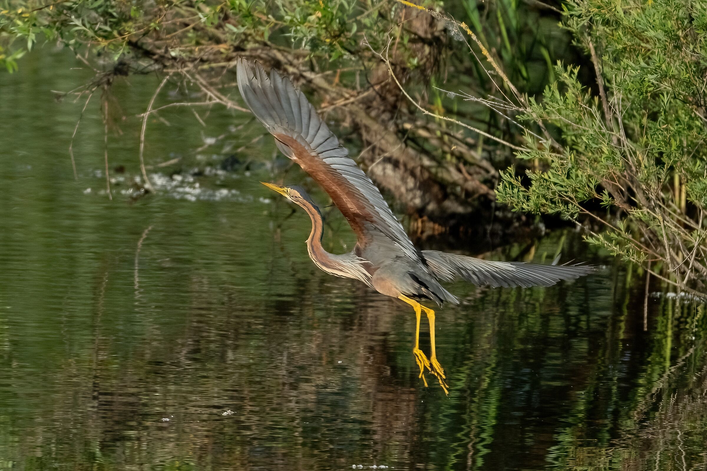 Purple Heron (Ardea purpurea)