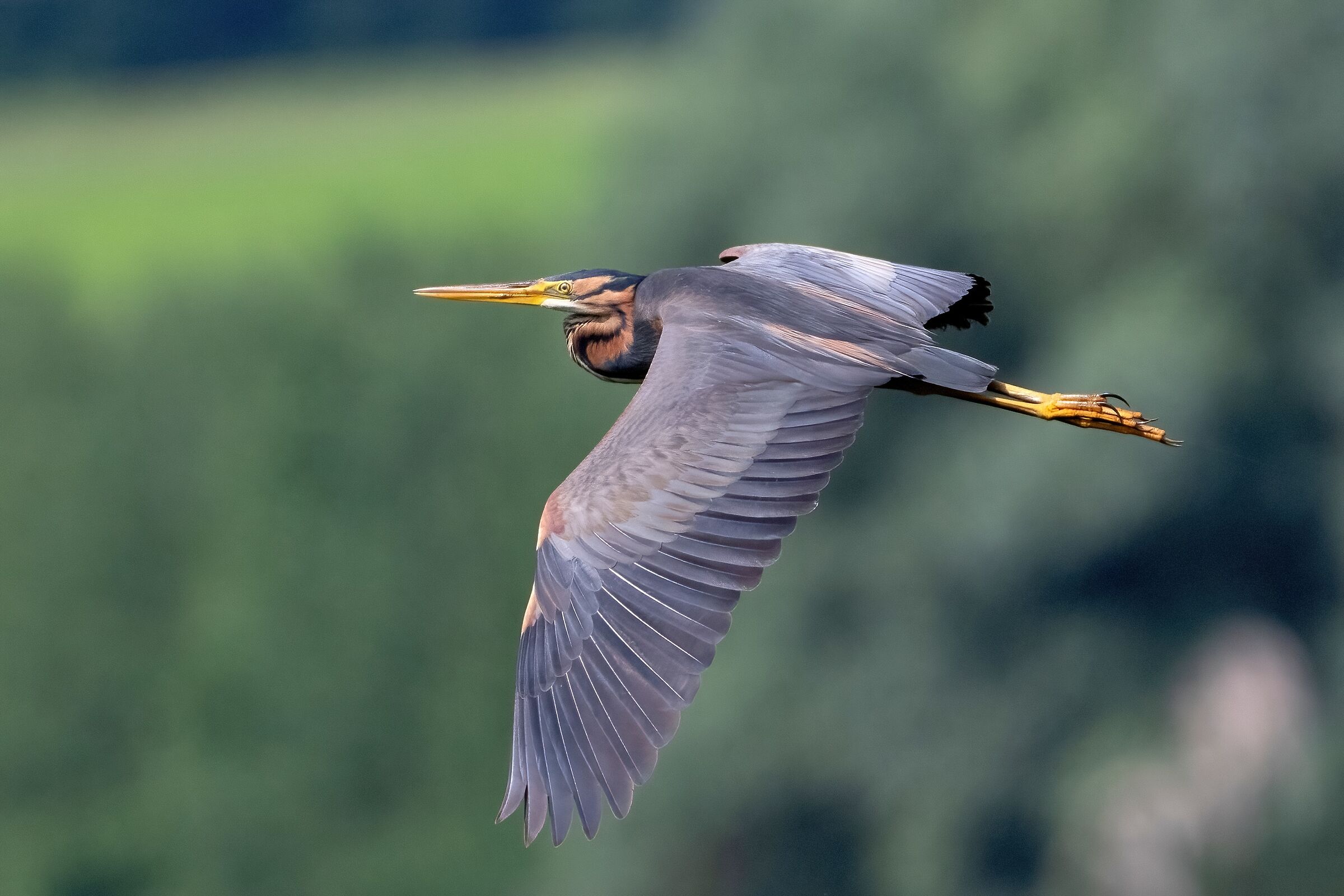 Purple Heron (Ardea purpurea)