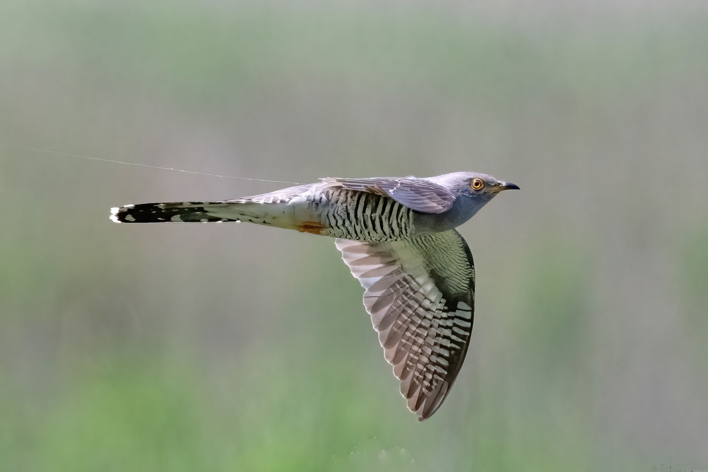 Cuculo (Cuculus canorus)