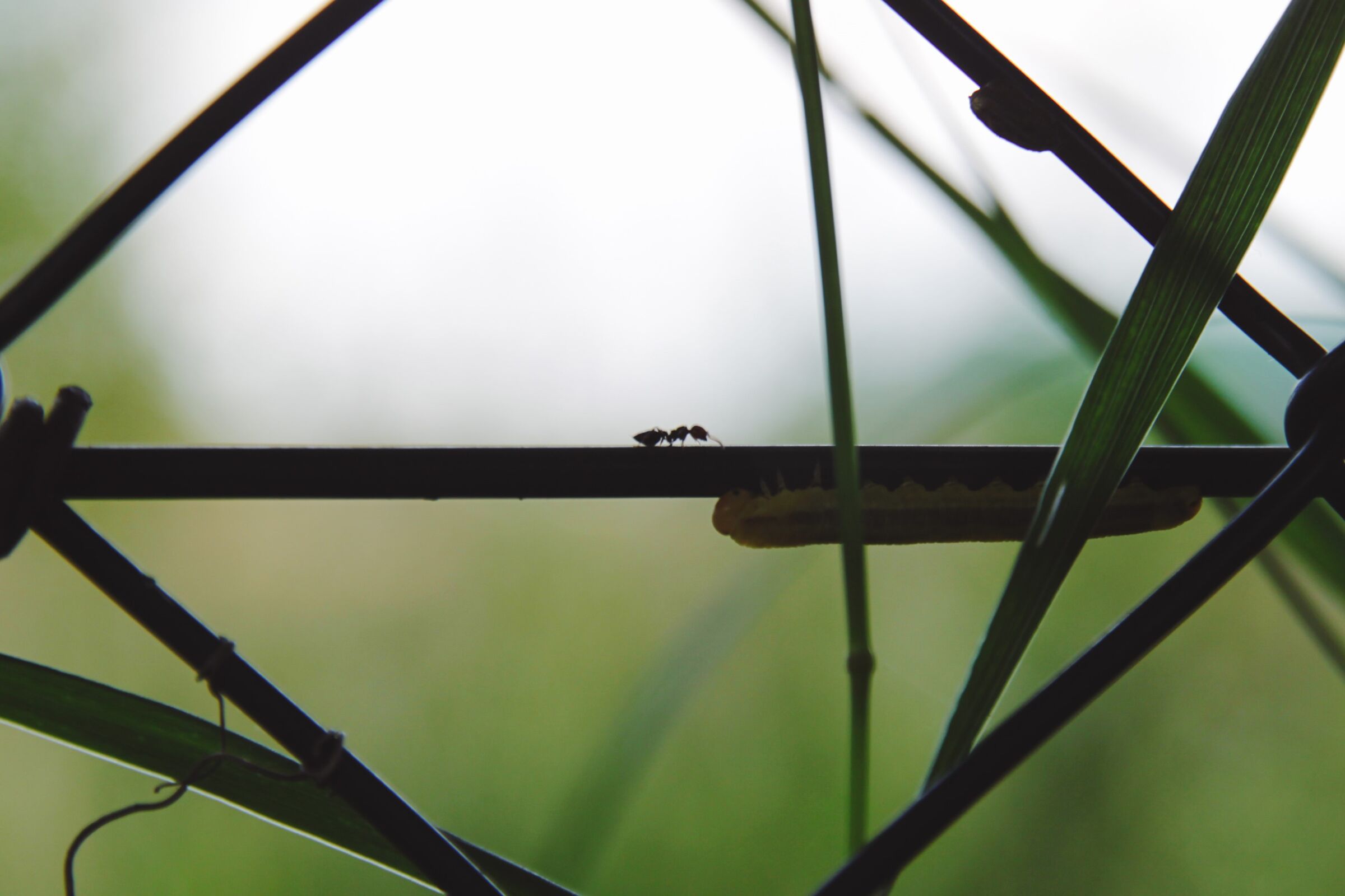 Ant