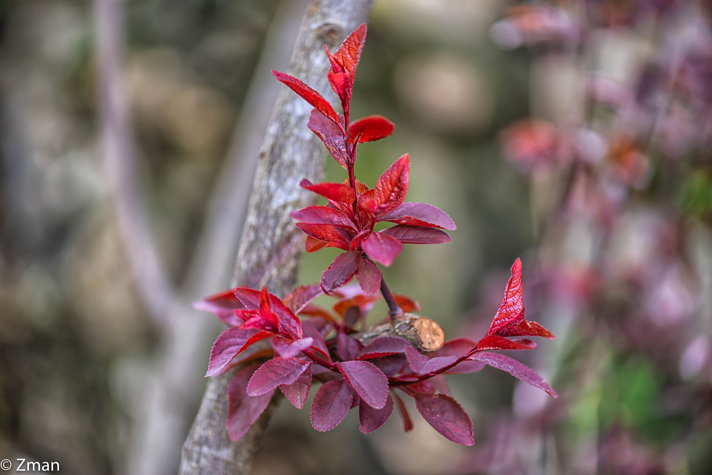 Tutte le foglie rosse