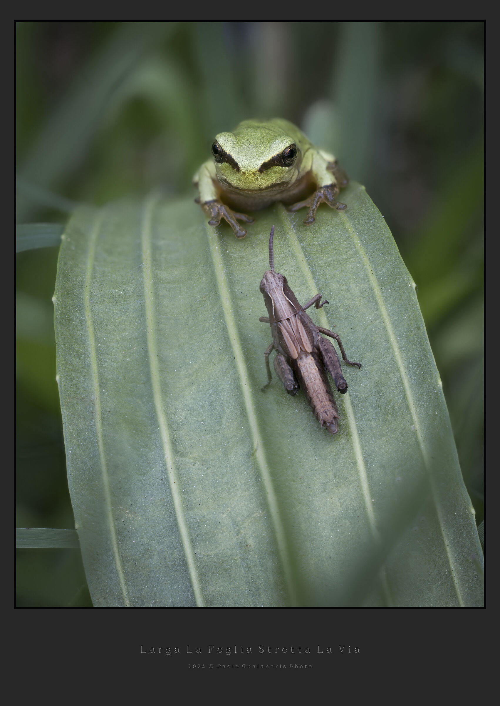 Broad the leaf, narrow the way...