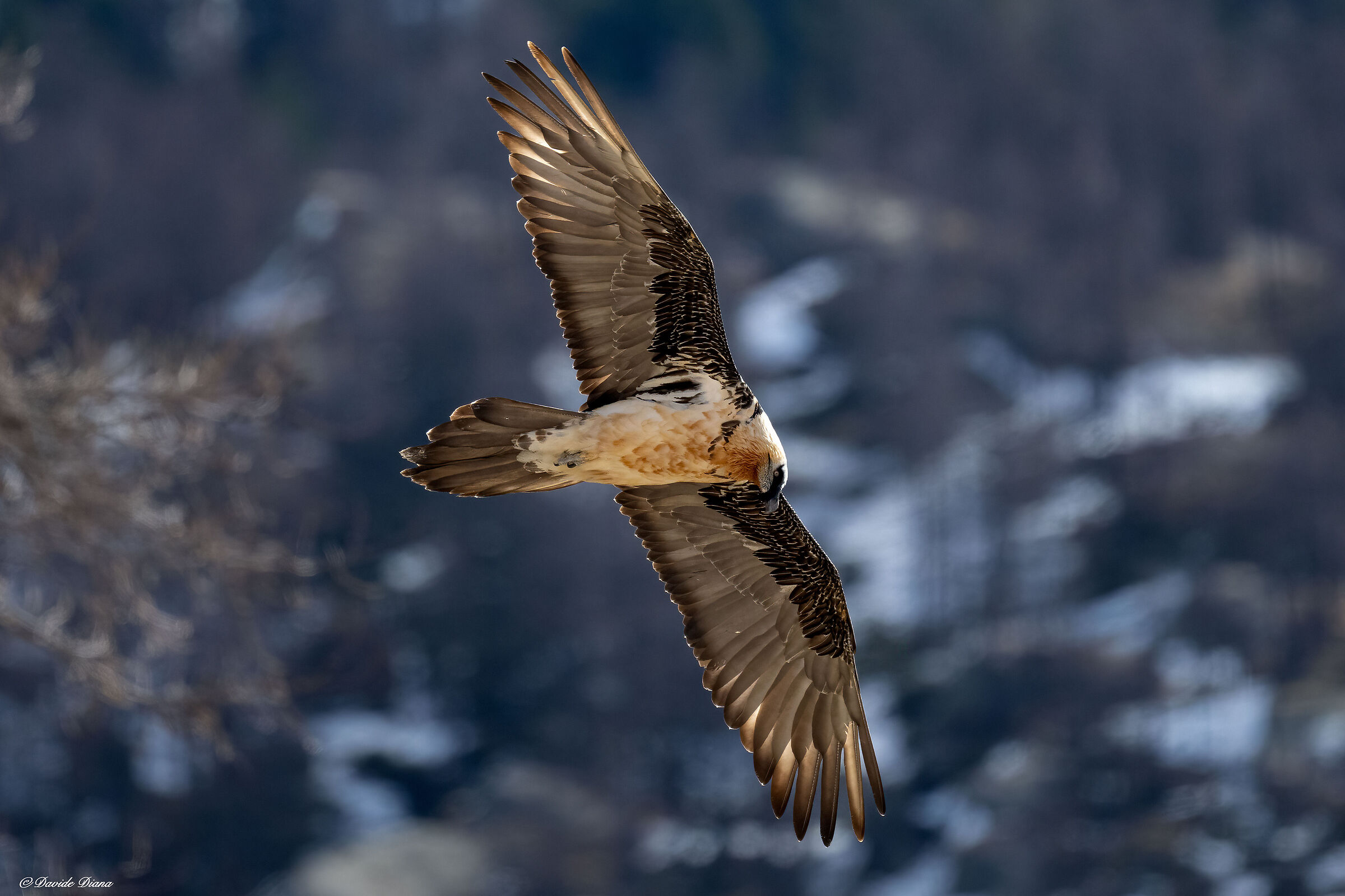 Gypaetus barbatus - Gran Paradiso National Park