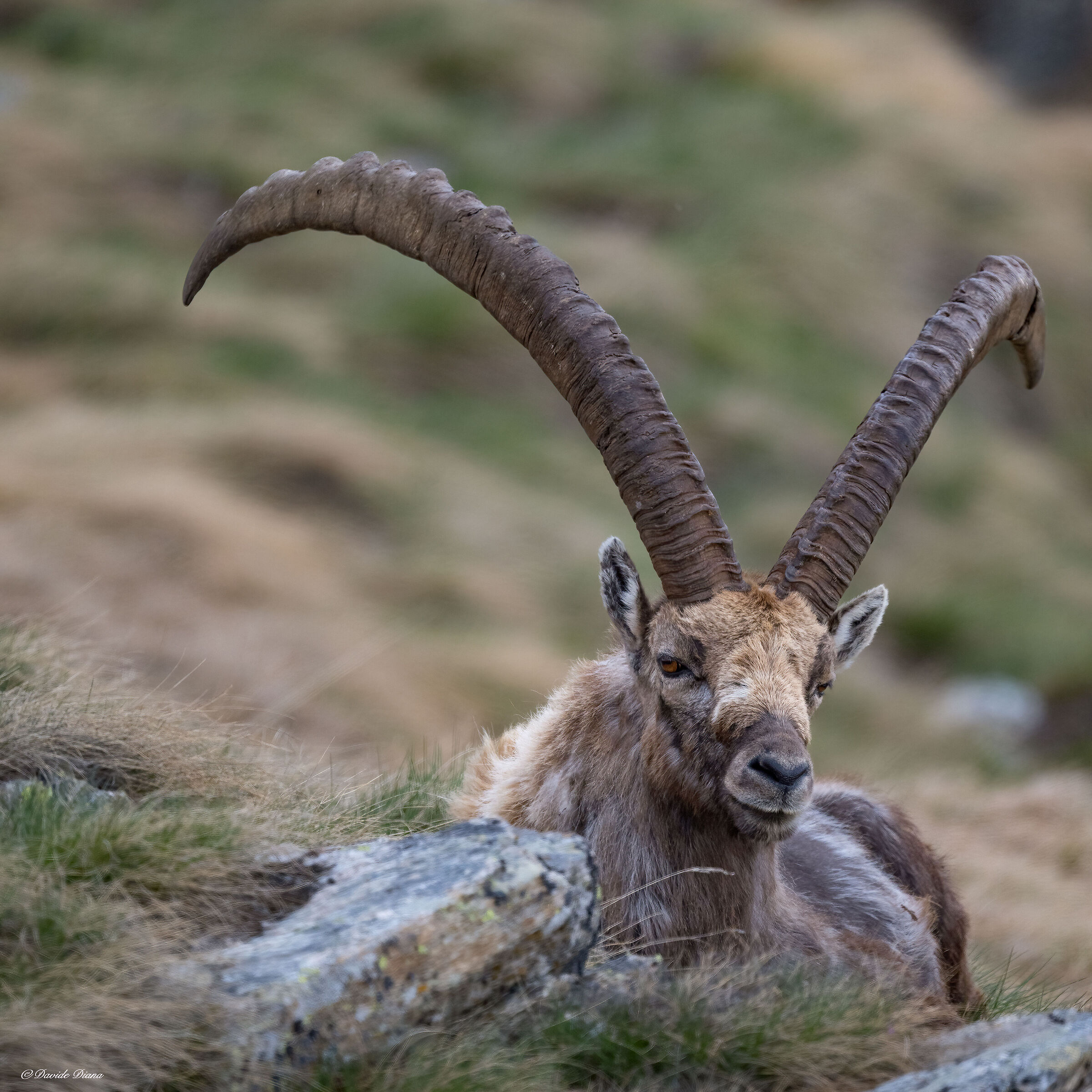 Ibex - Gran Paradiso National Park