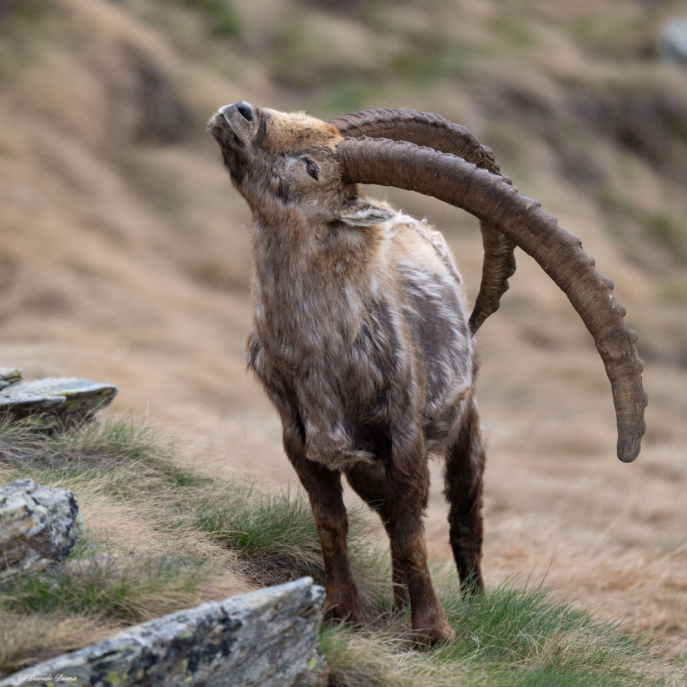 Ibex - Gran Paradiso National Park
