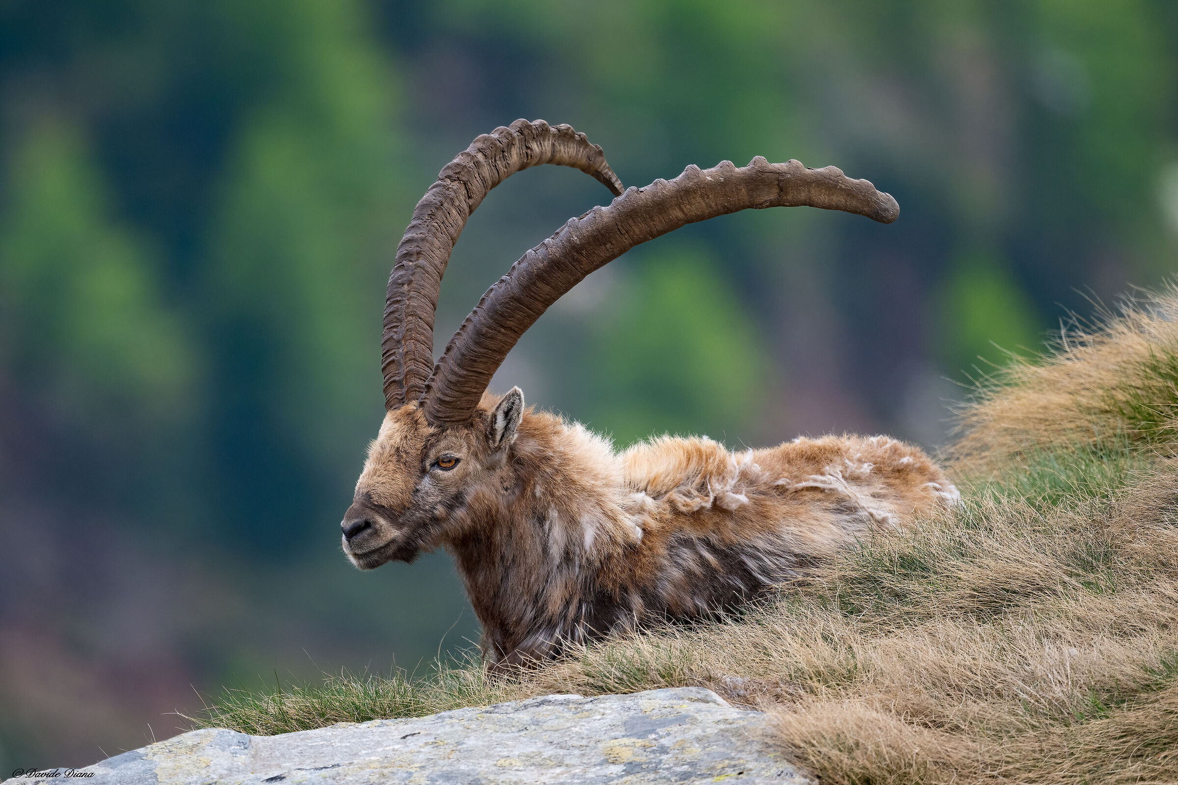 Ibex - Gran Paradiso National Park