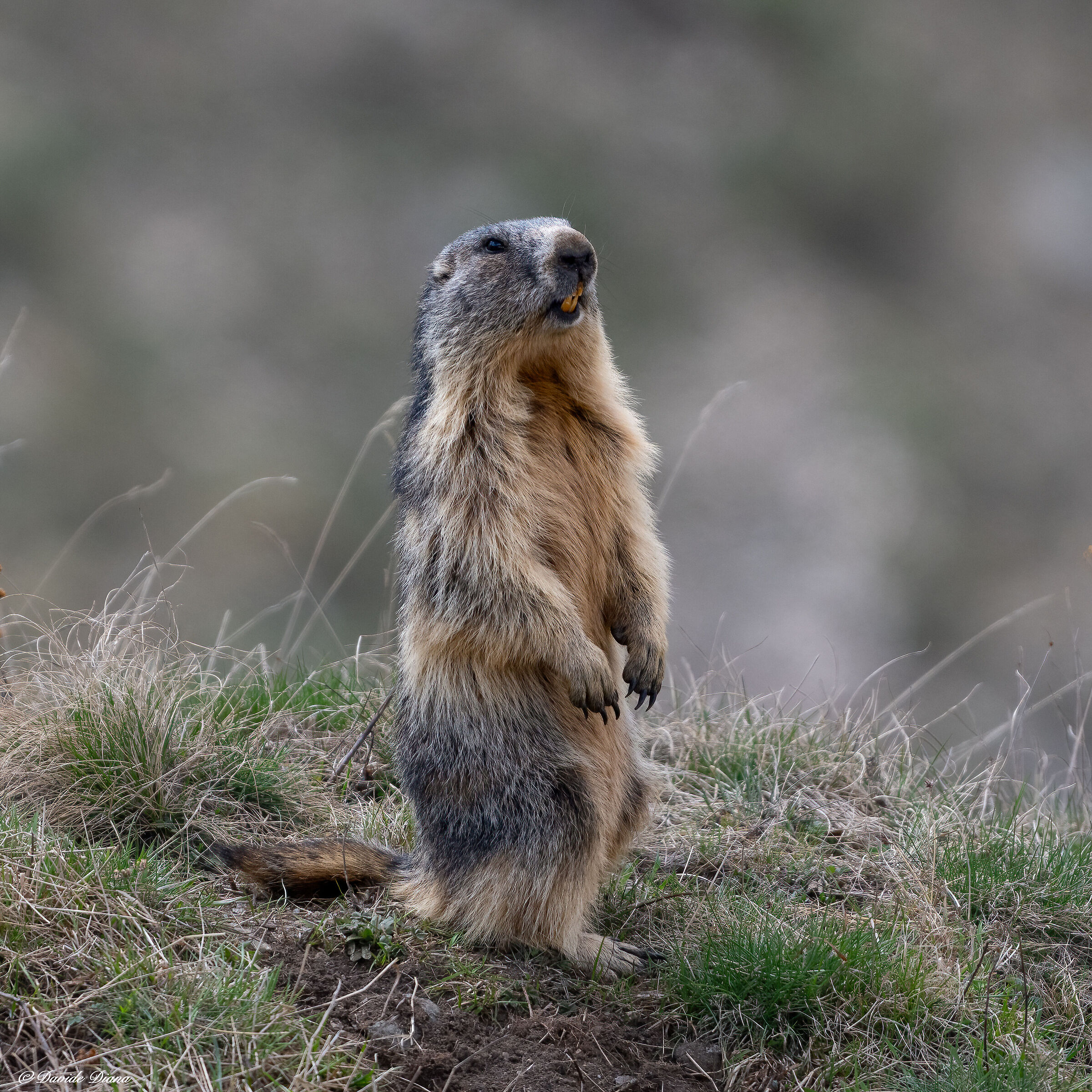 Marmot