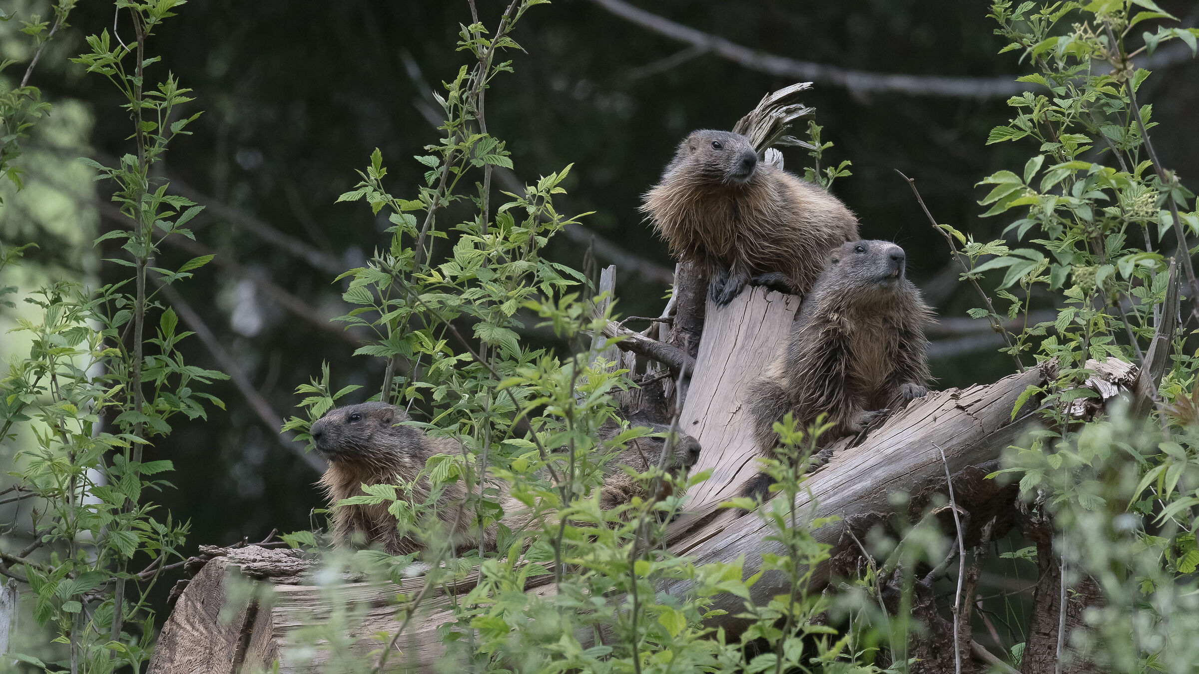 4 Marmots