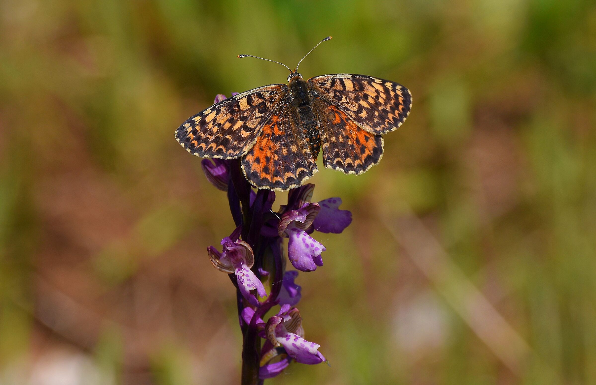 Melitaea didyma (F)