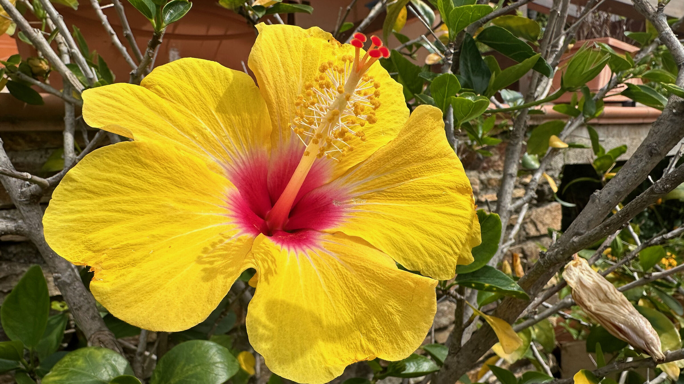 Fiore di Ibisco