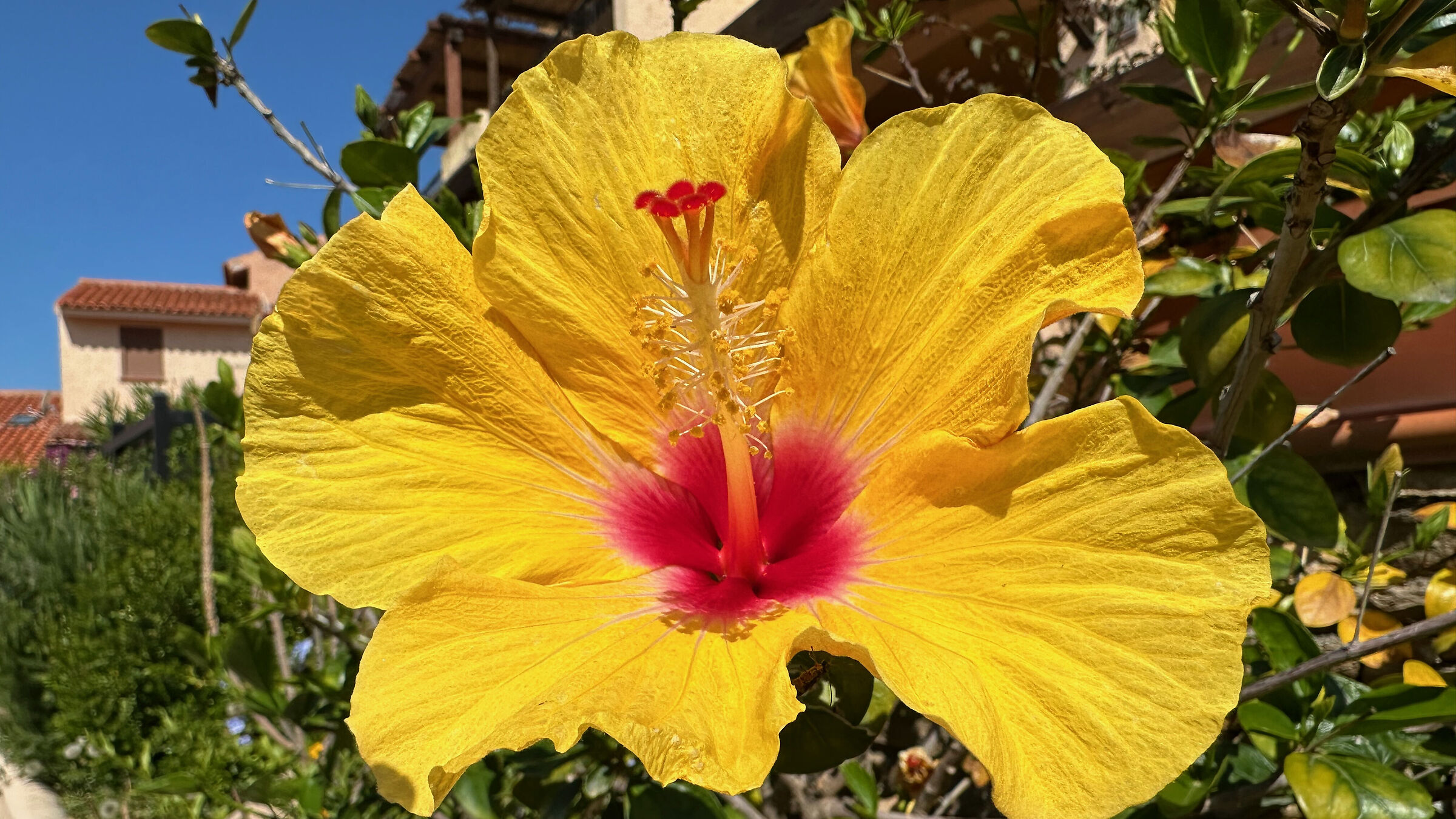 Fiore di Ibisco 2