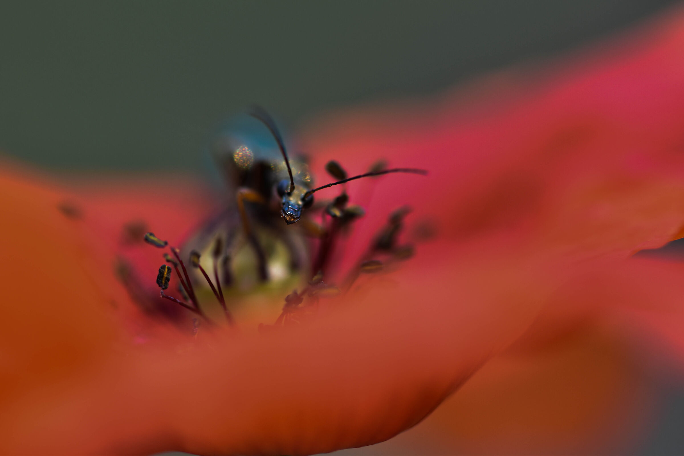 Incontri su papavero