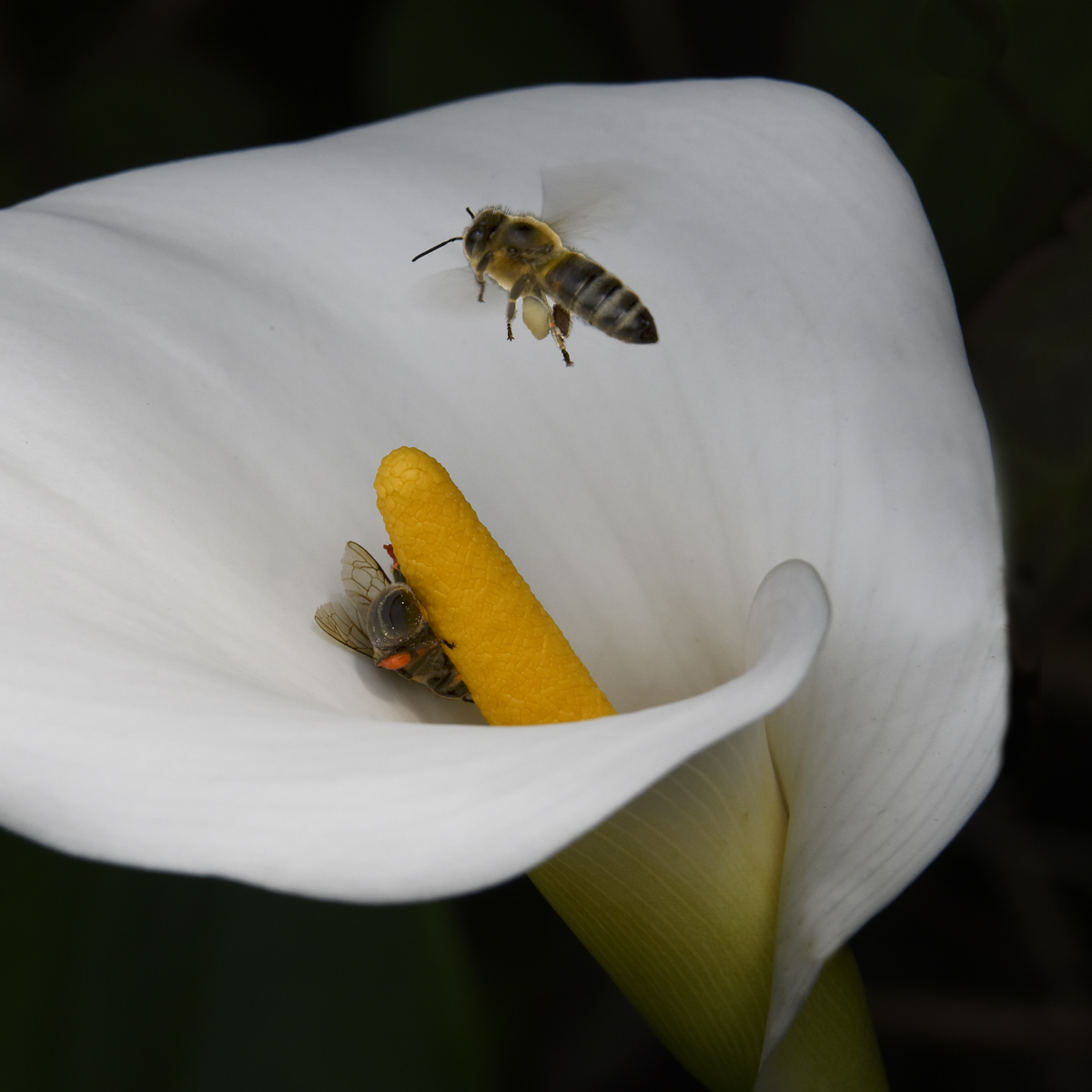 Api e calla in giardino