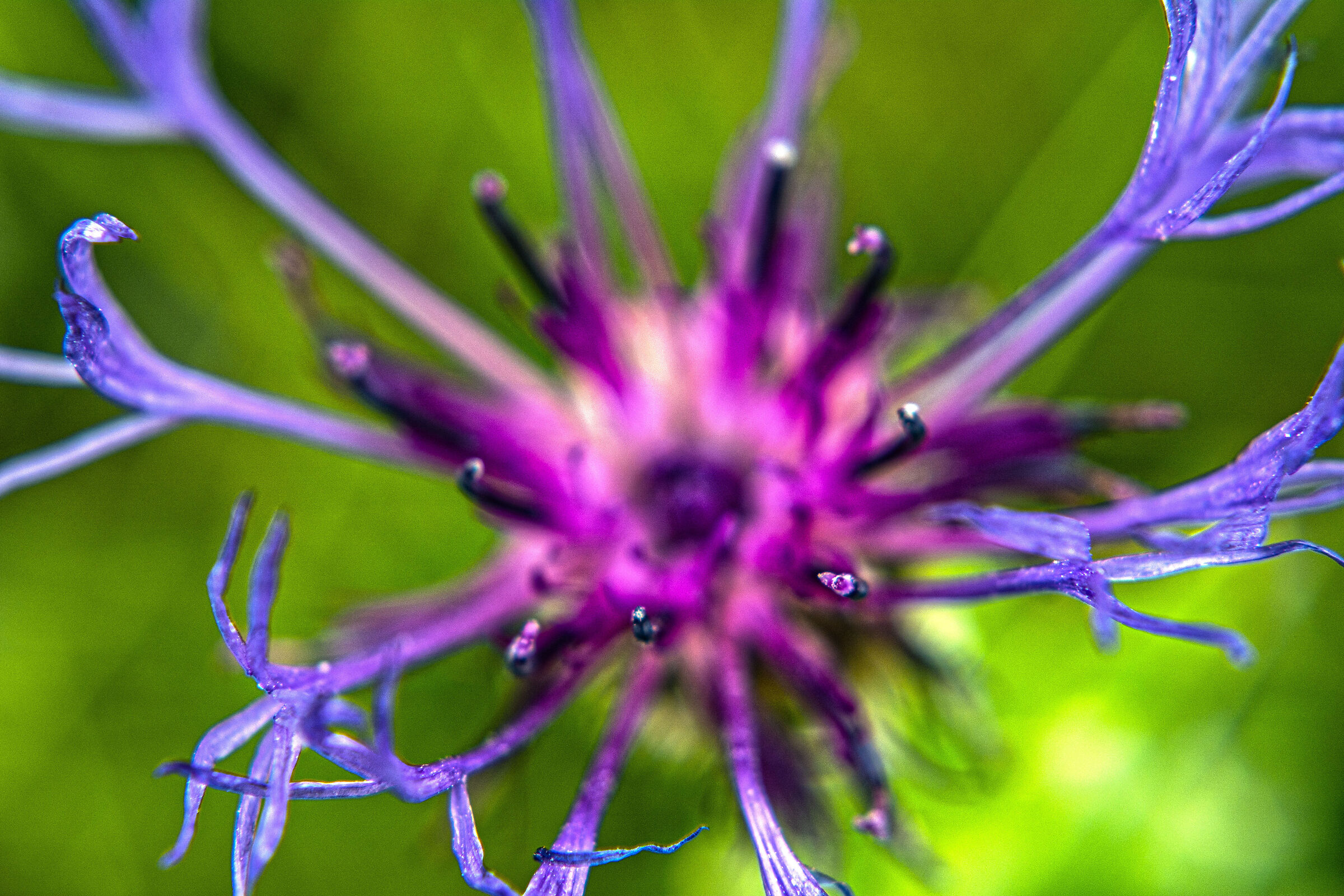 Centaurea montana