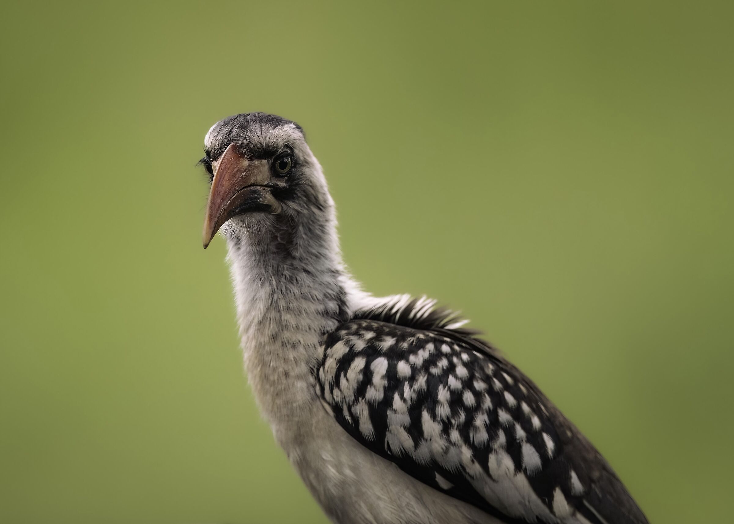 Giovane Bucero beccorosso (Tockus erythrorhynchus)