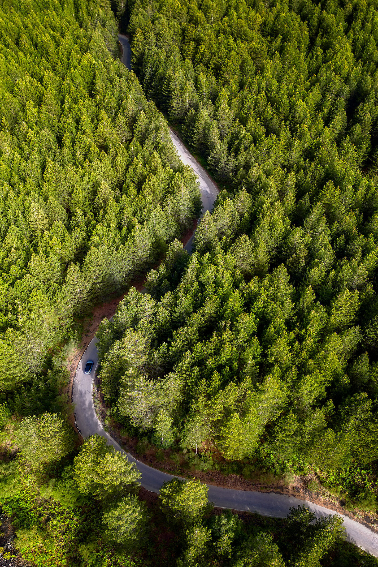 Inside the pine forest