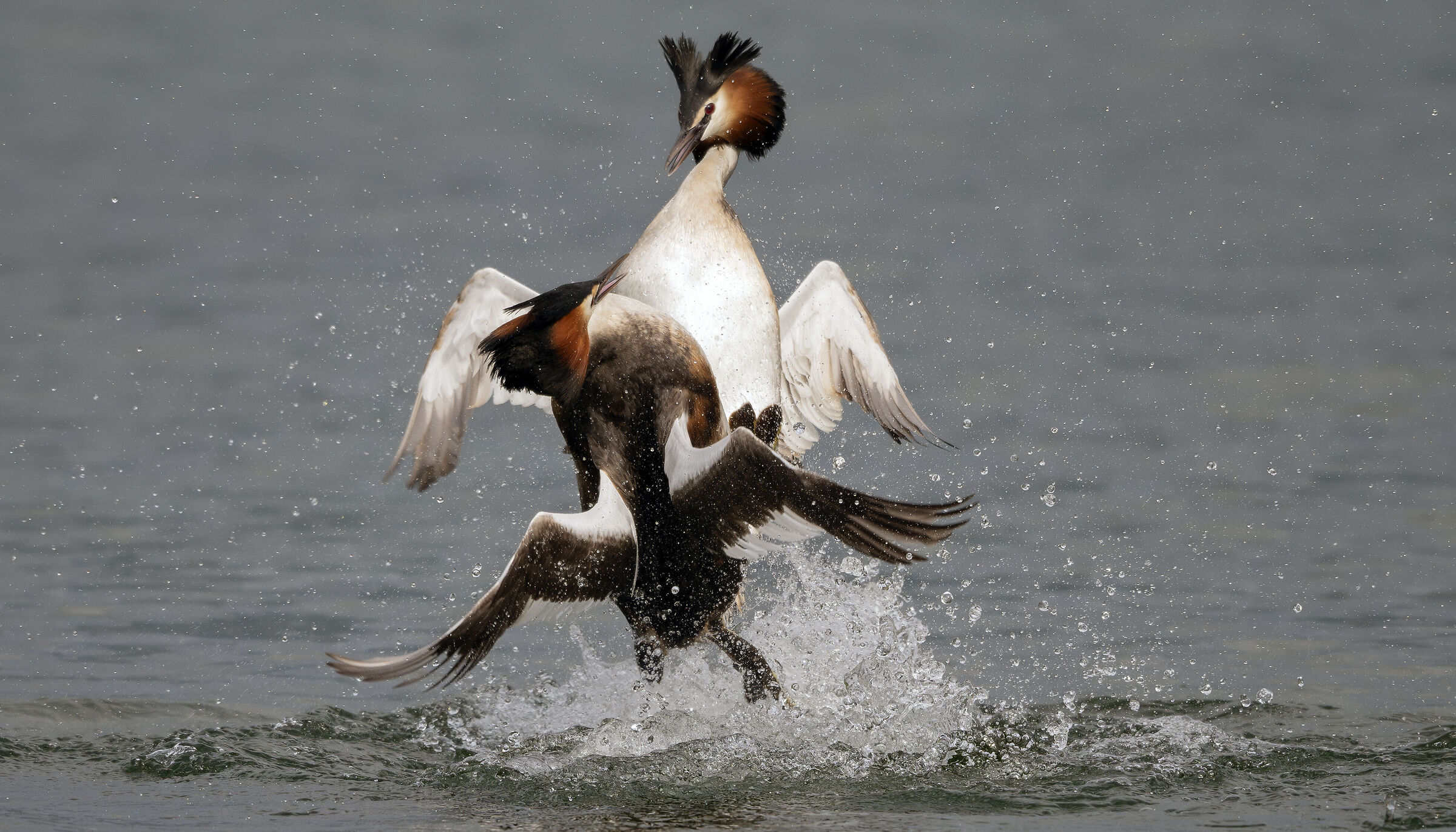 Quarrelsome grebes