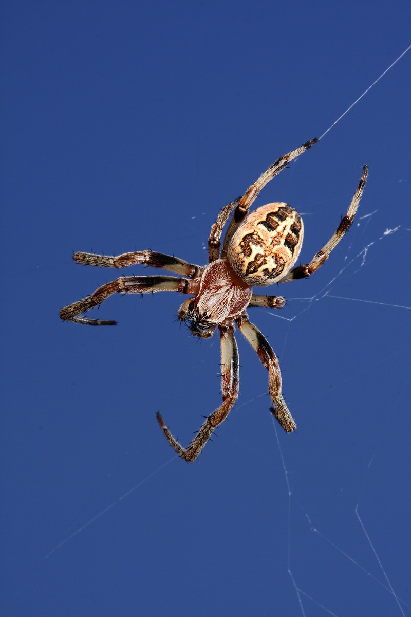 What a Wonderful World