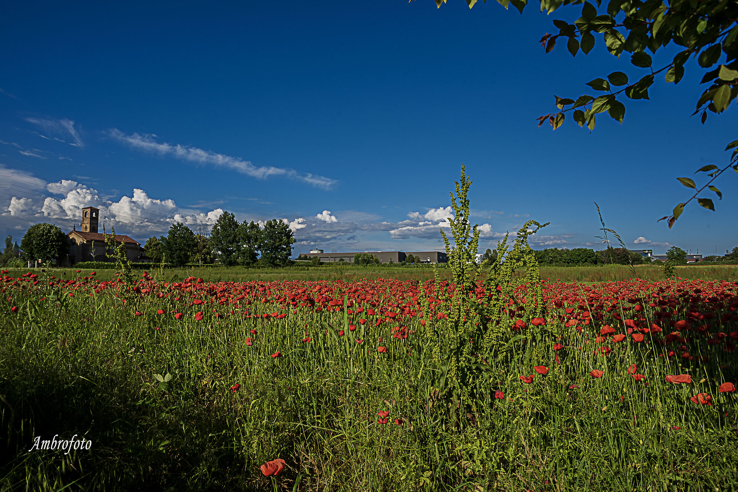 I papaveri di Santa Maria in campo