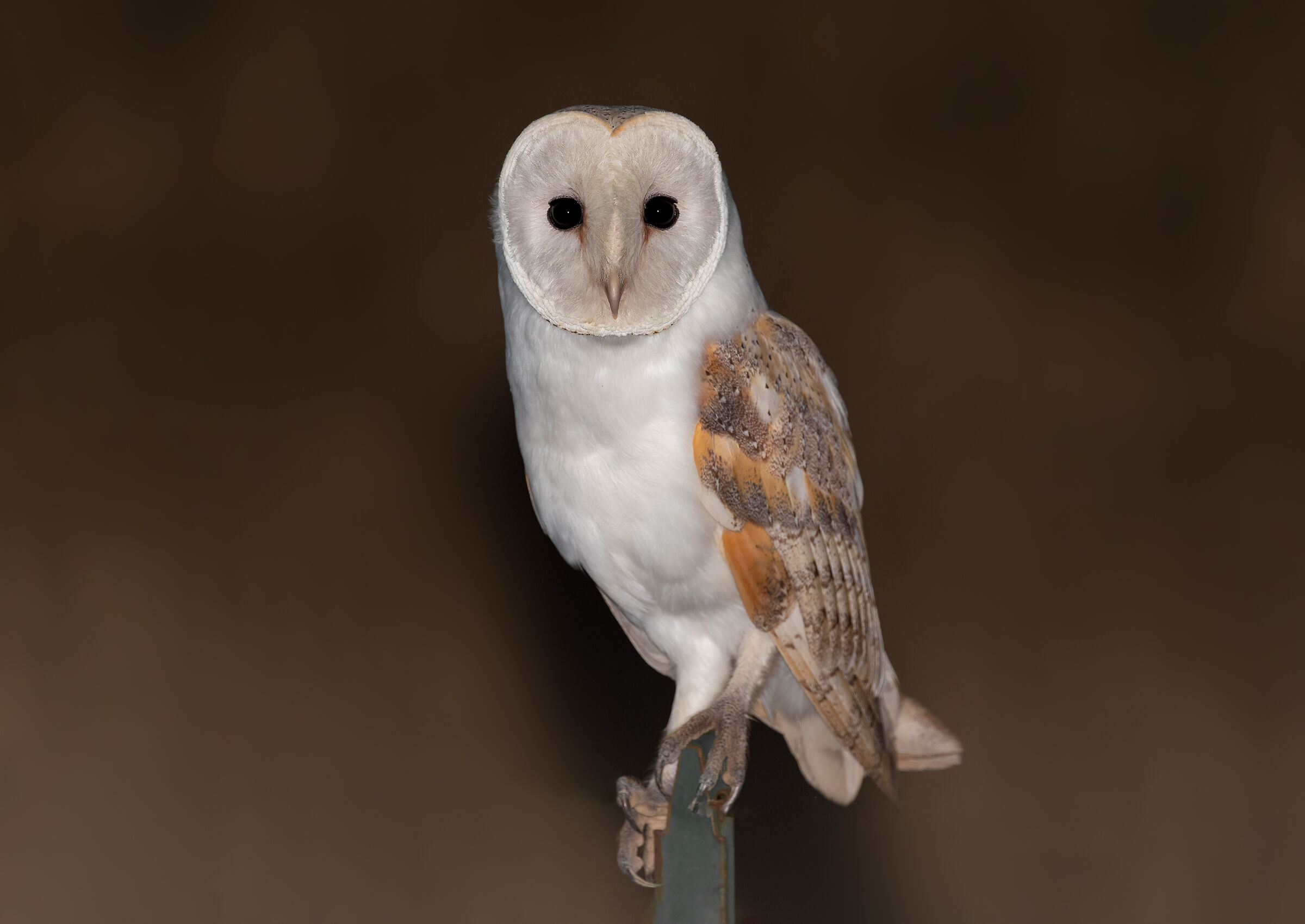 barn owl