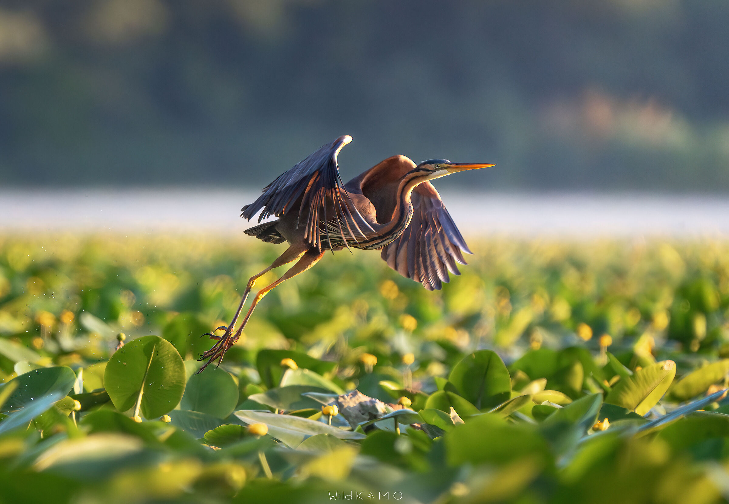Sopra un Mare di Ninfe