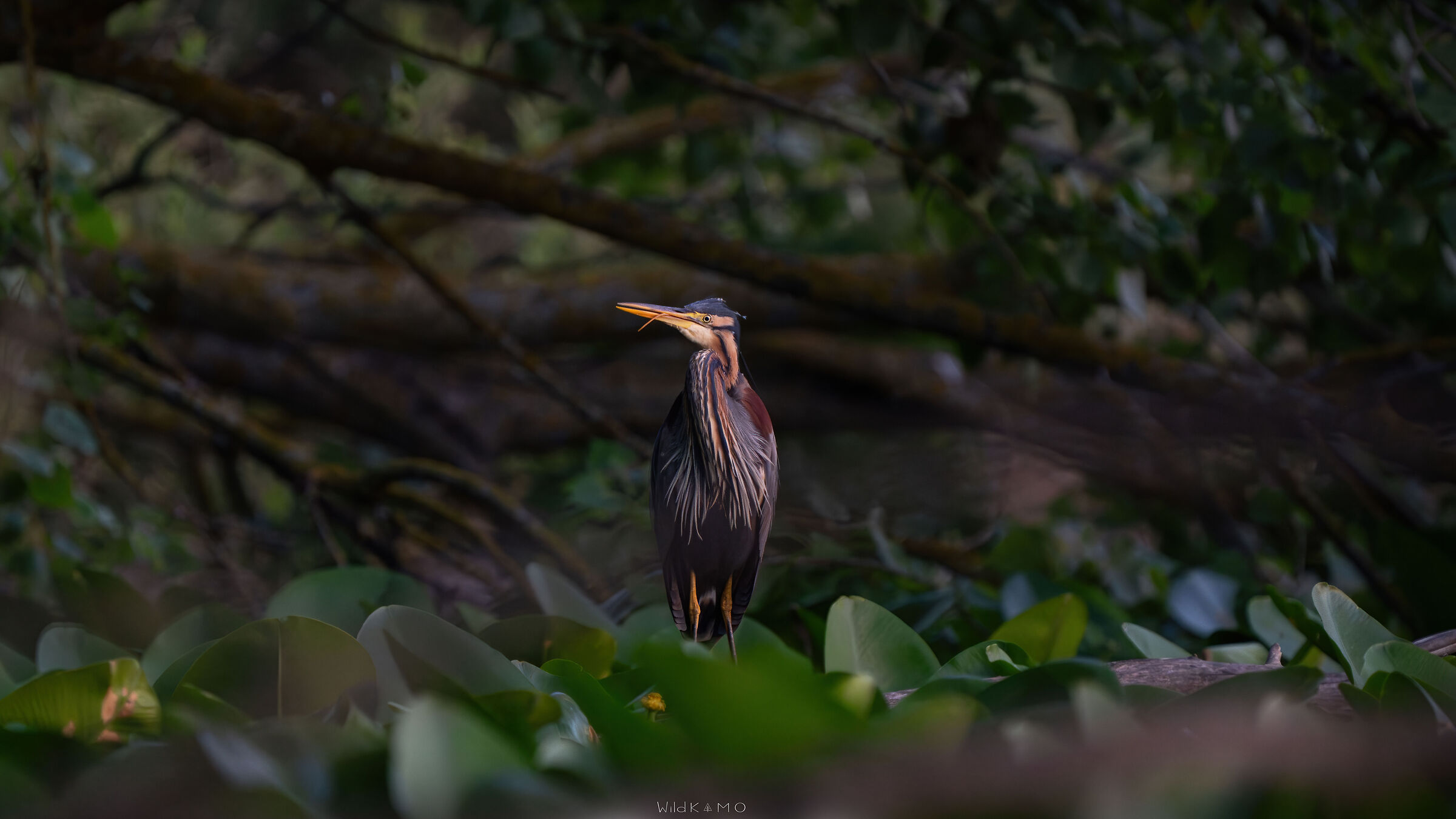 Prospettiva Insolita