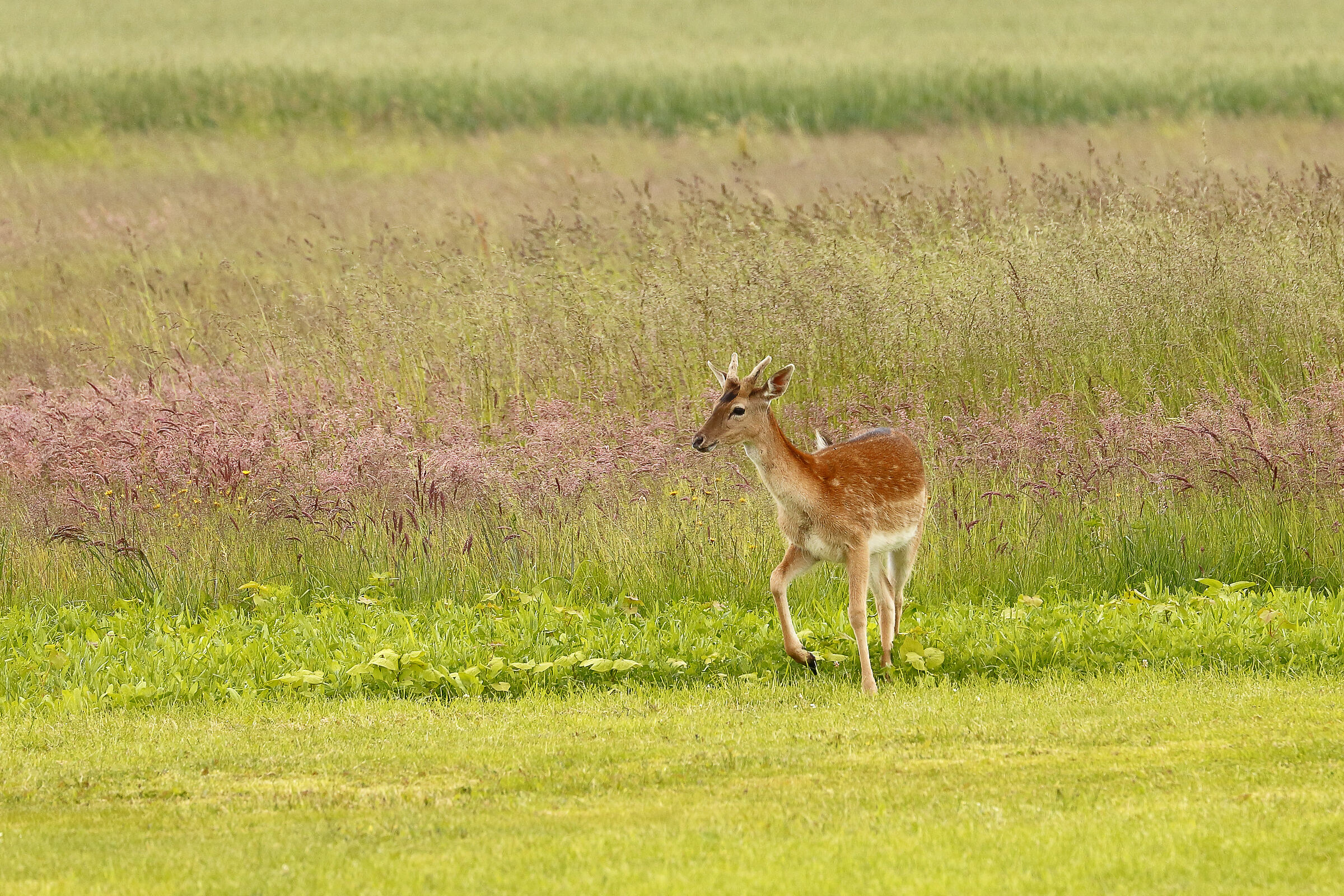 I was watching if it was raining