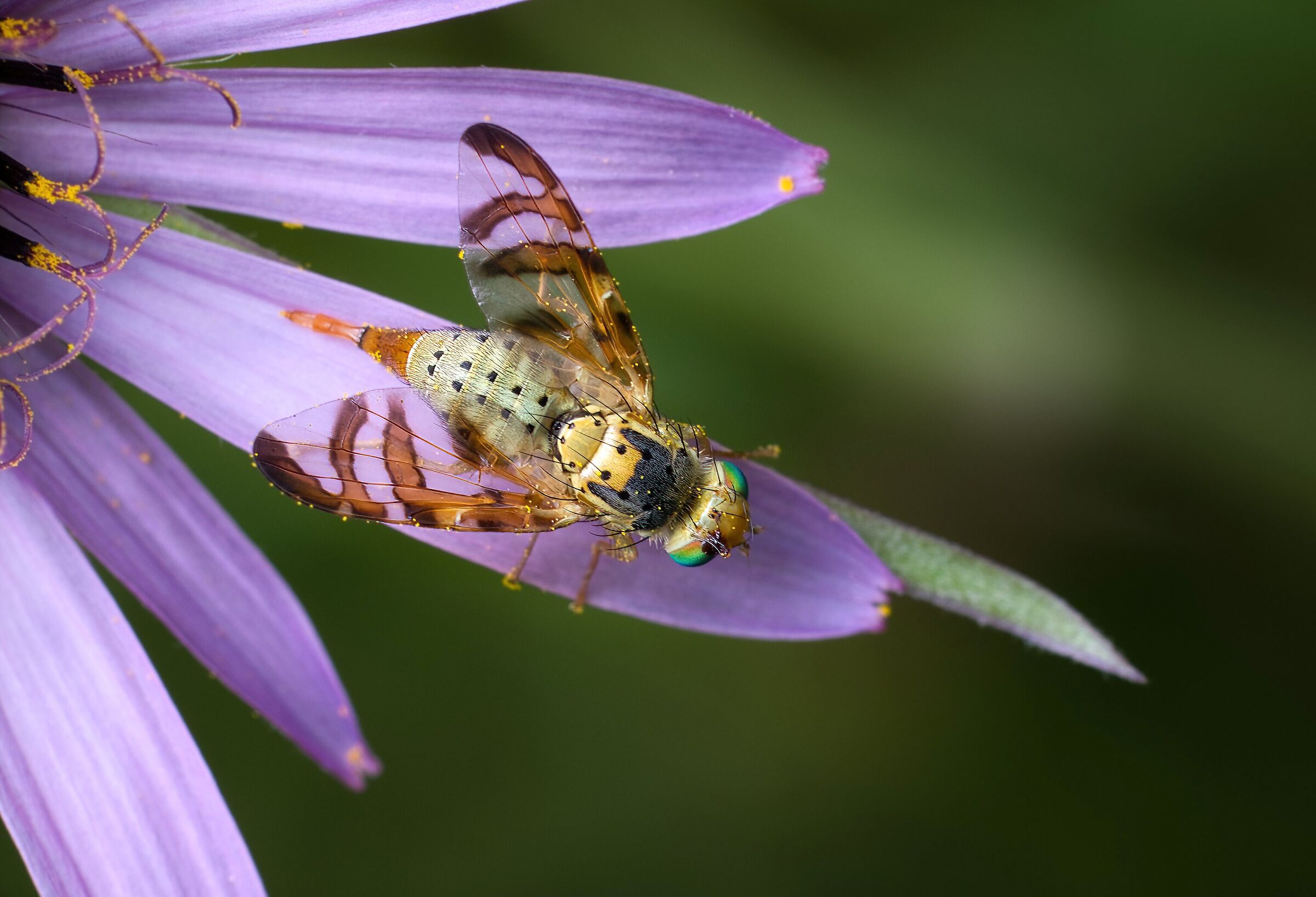 Moscerino della frutta, genere Terellia.