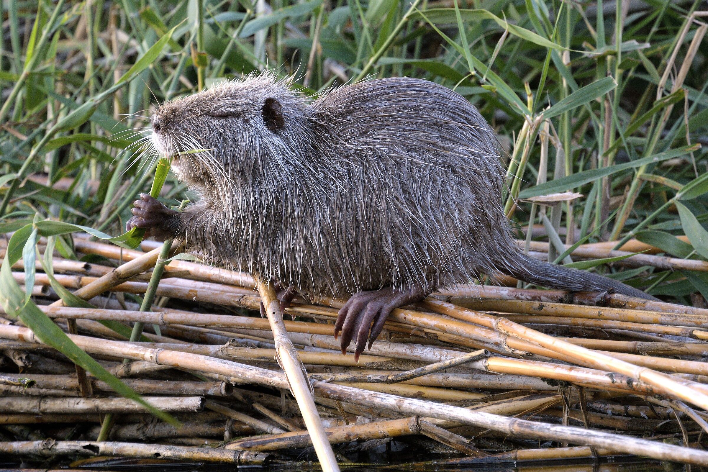 Me st'a fa' 'na canna!