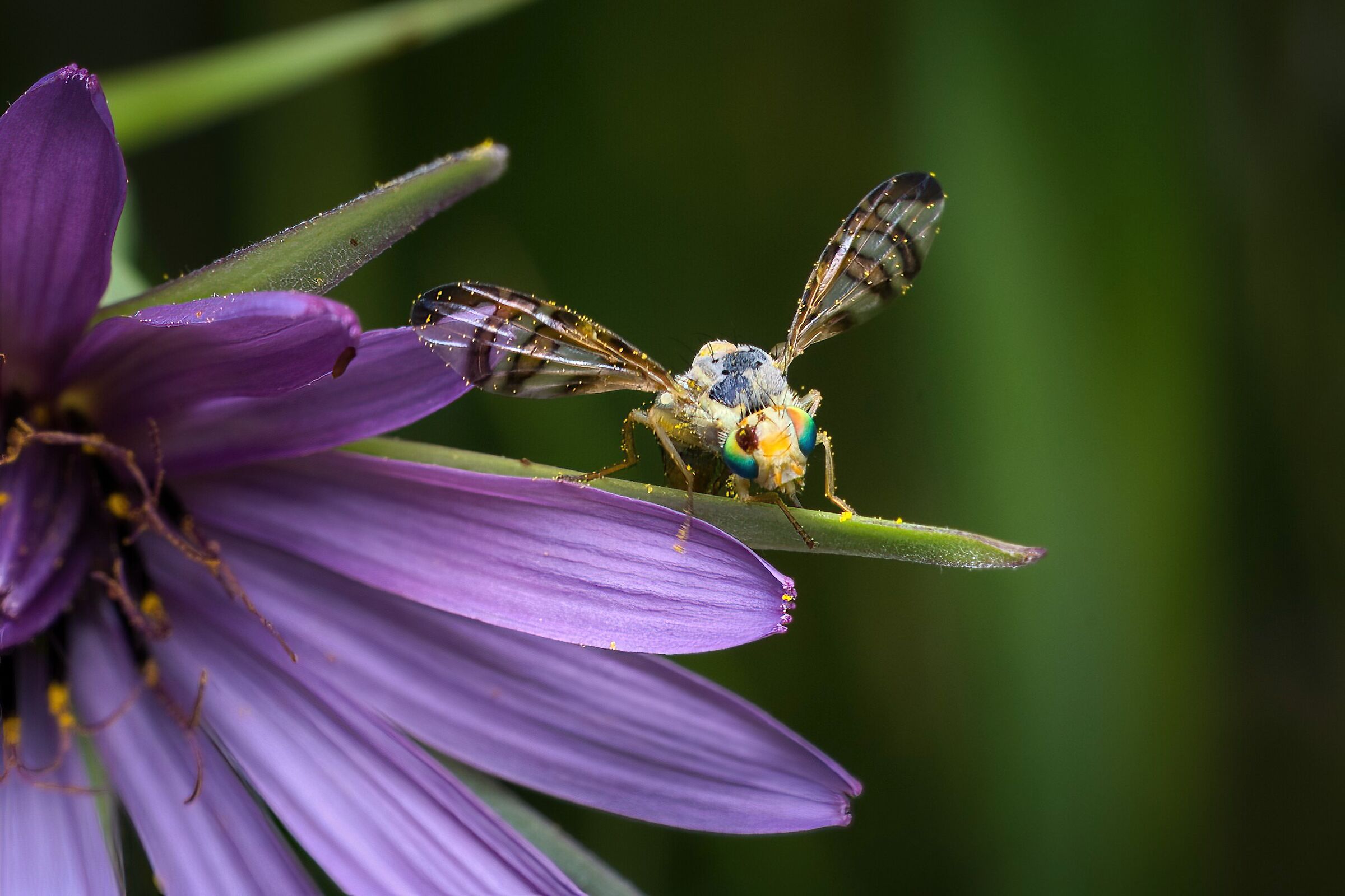 moscerino della frutta, genere Terellia.