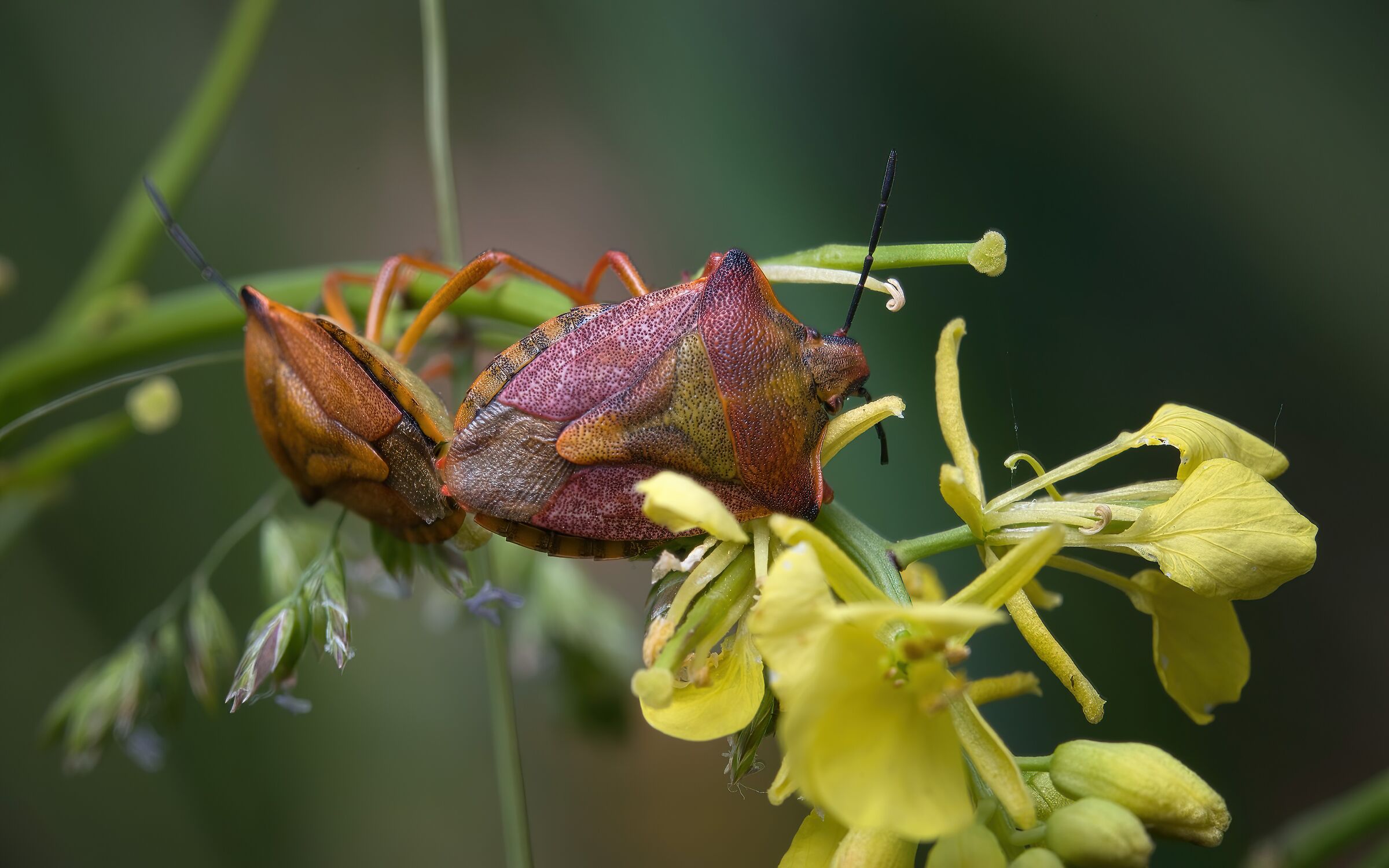 Carpocoris purpureipennis in accoppiamento