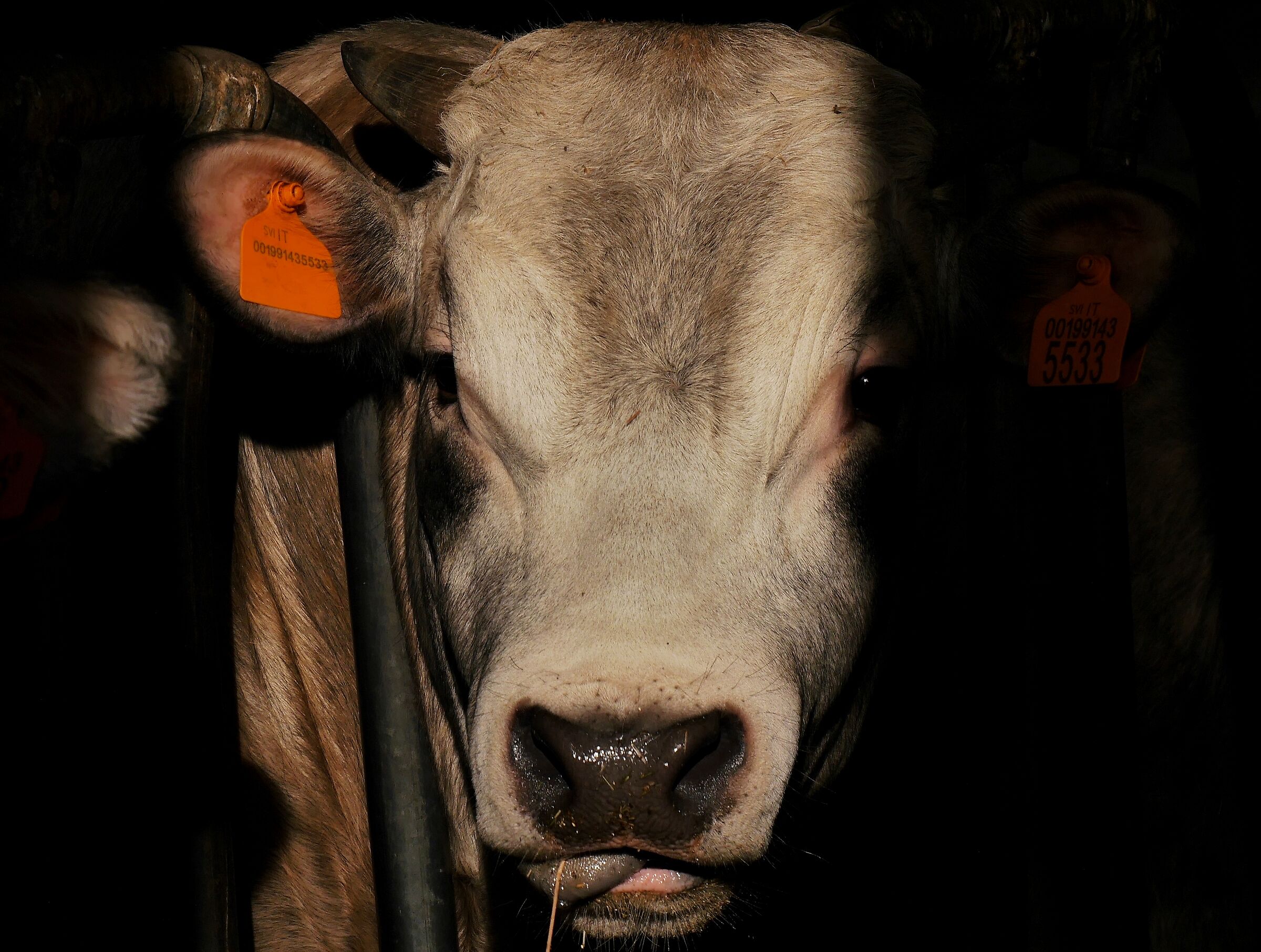 Lunga vita ai vegetariani