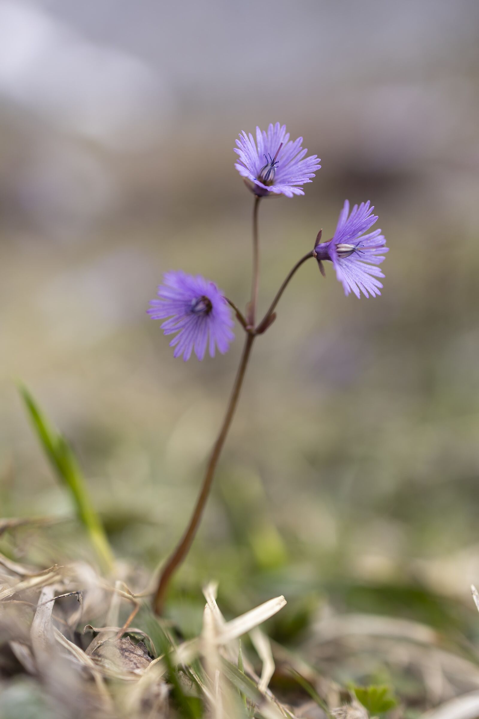 Soldanella
