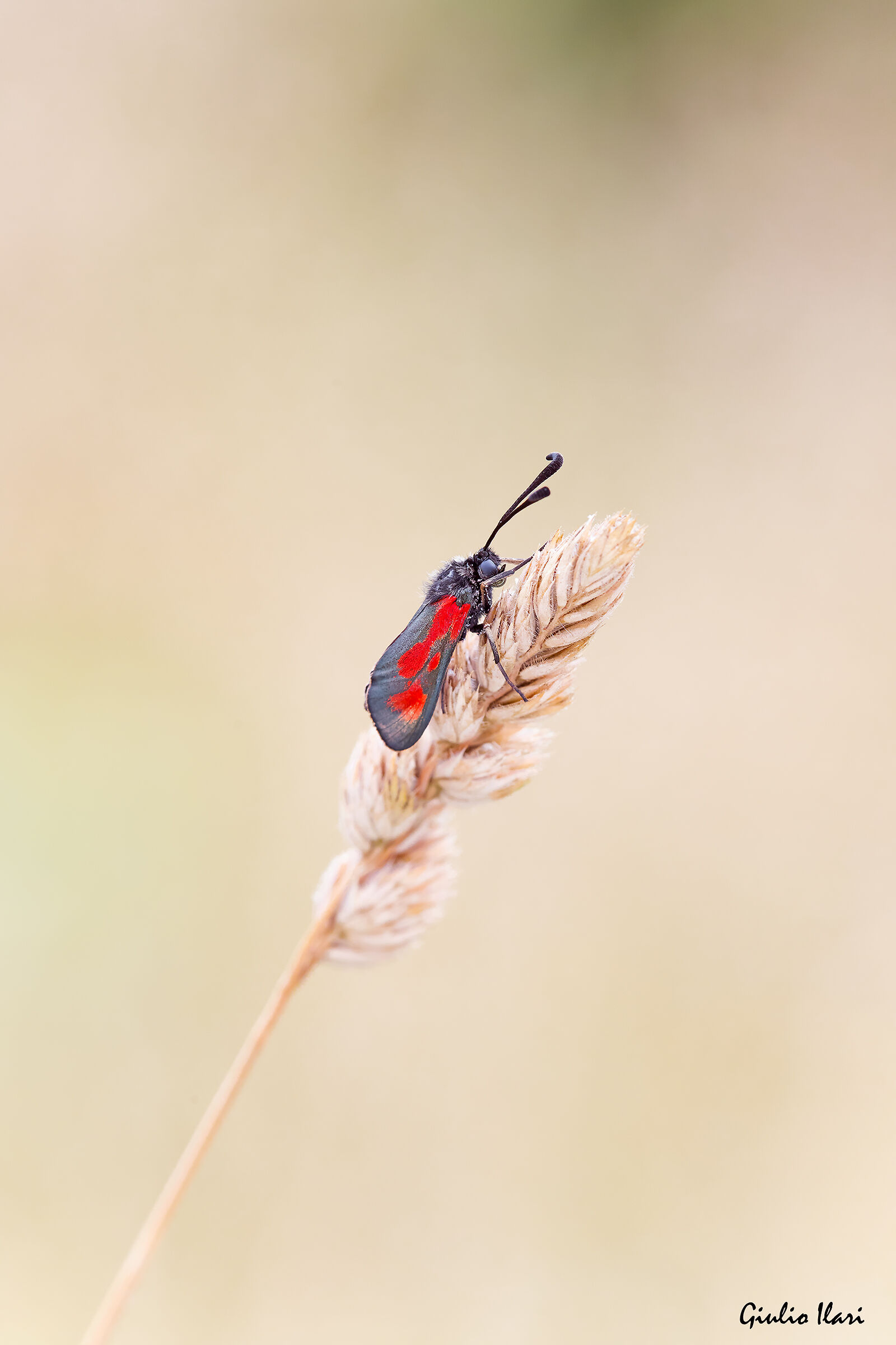 Zygaena