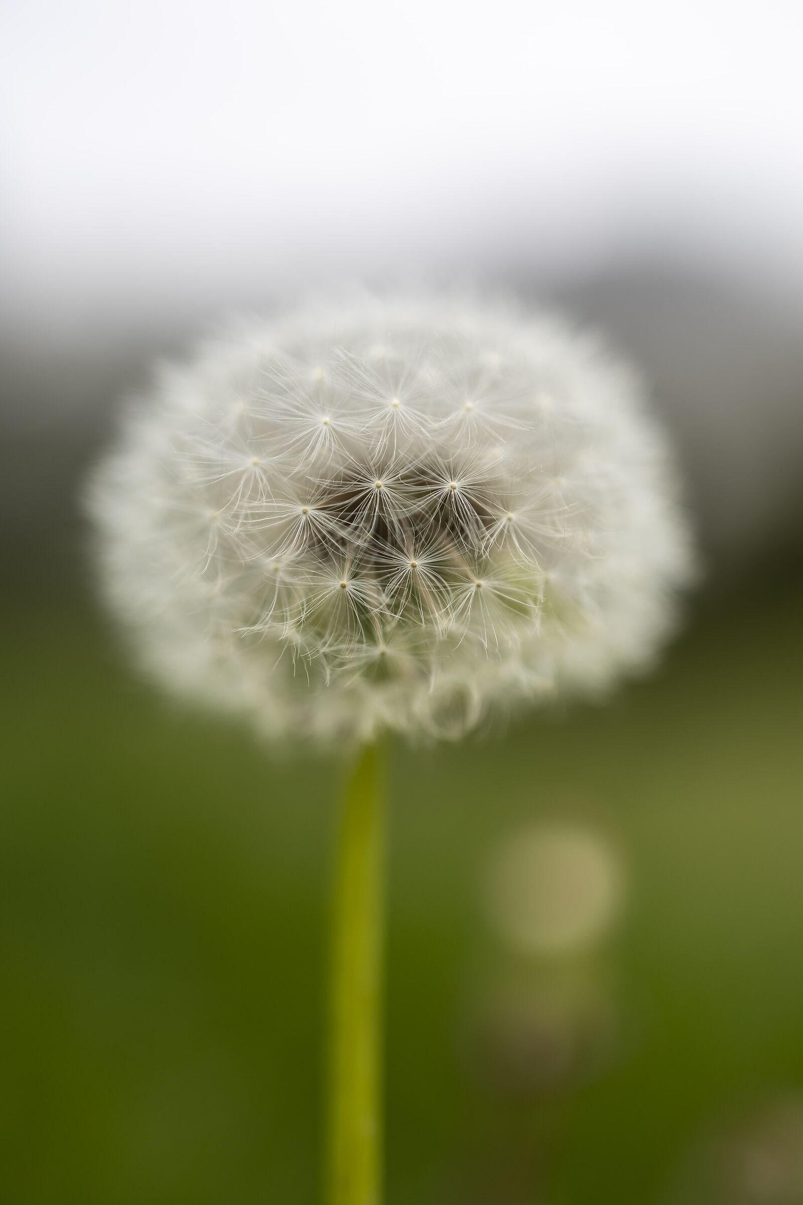Dandelion